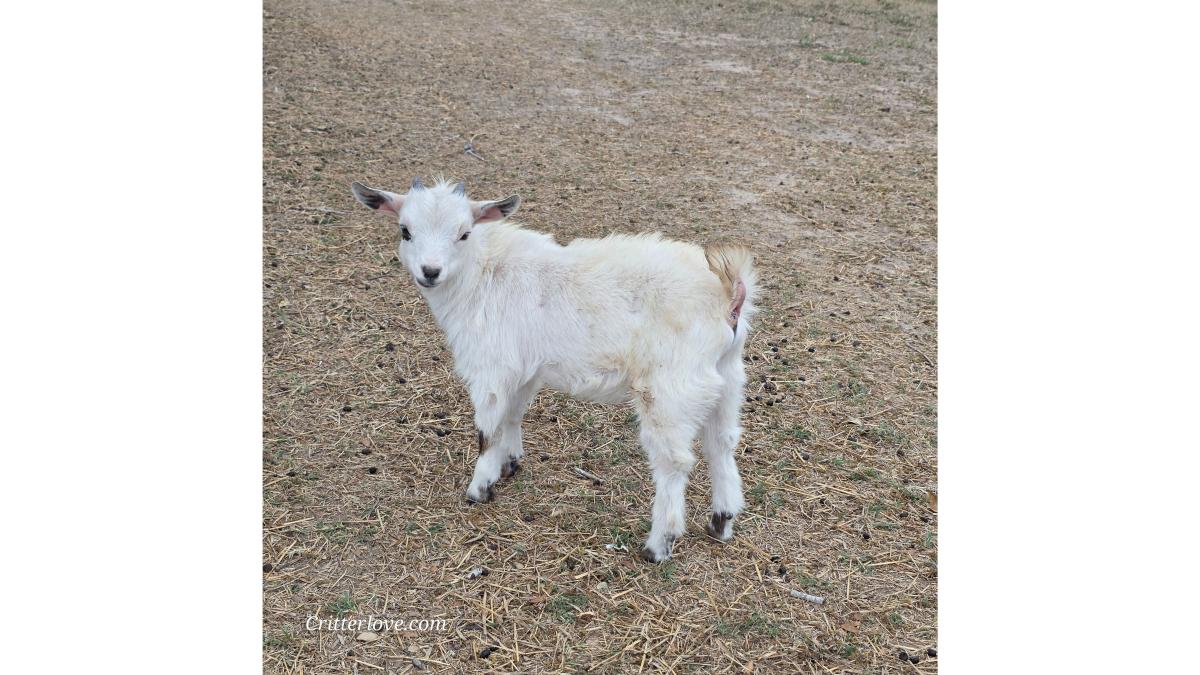Nigerian Dwarf Goats for Sale: A Buyer's Guide