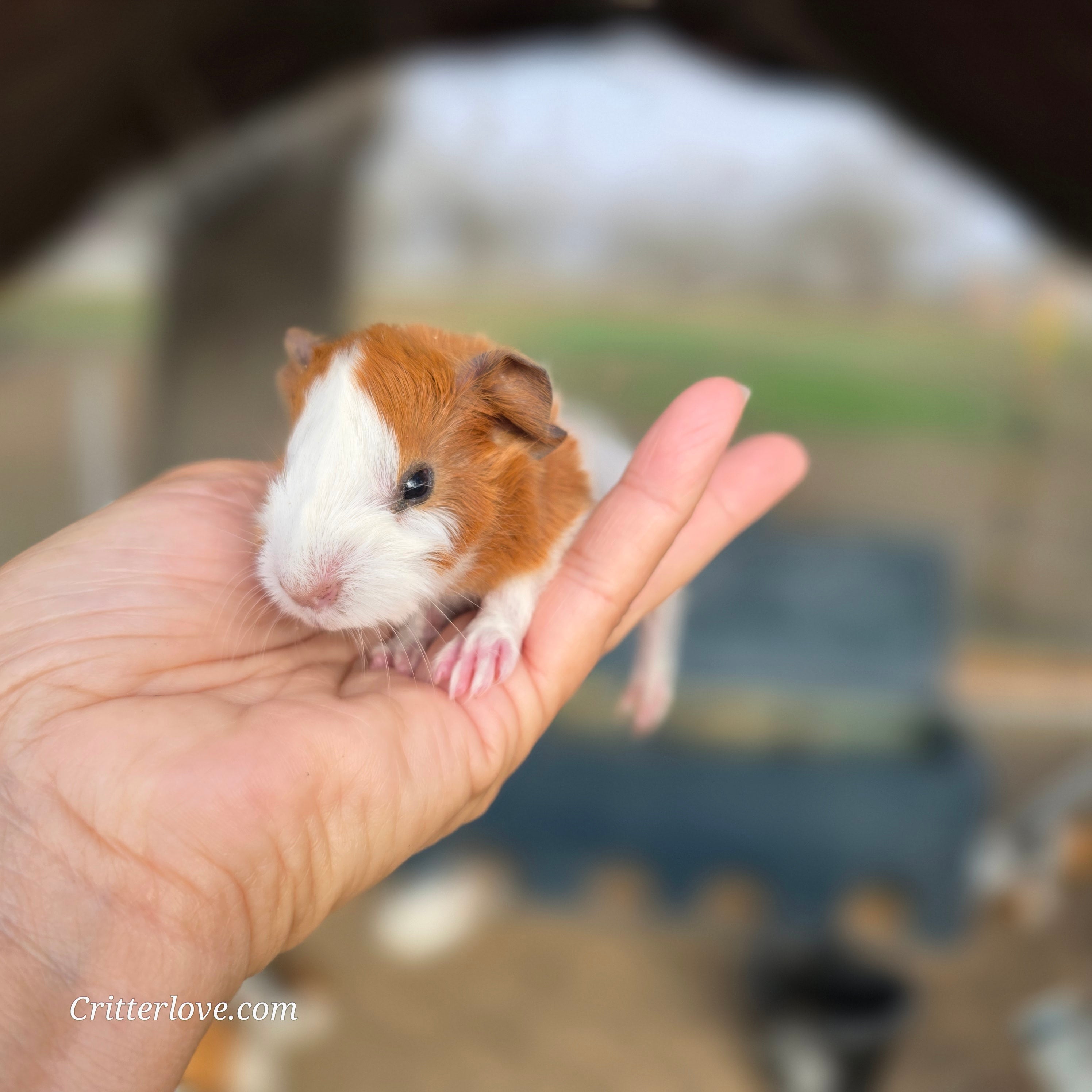 American Guinea Pig Red/White (Sex to be determined)