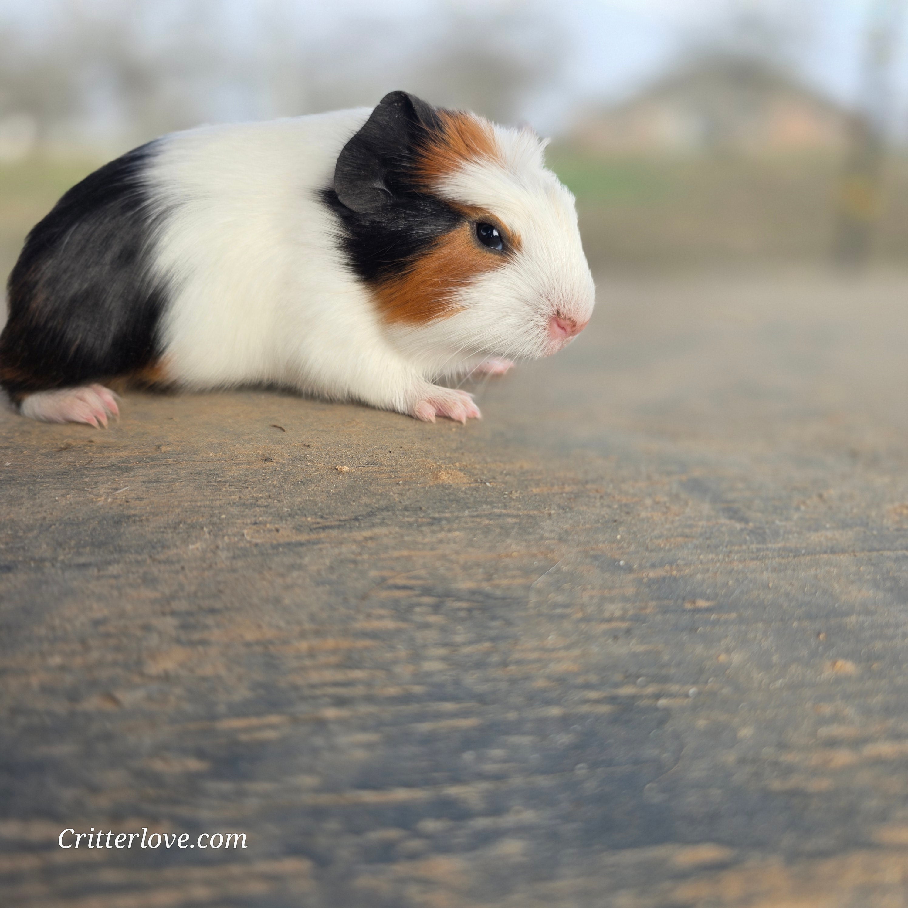 American Guinea Pig Tri-Color Male