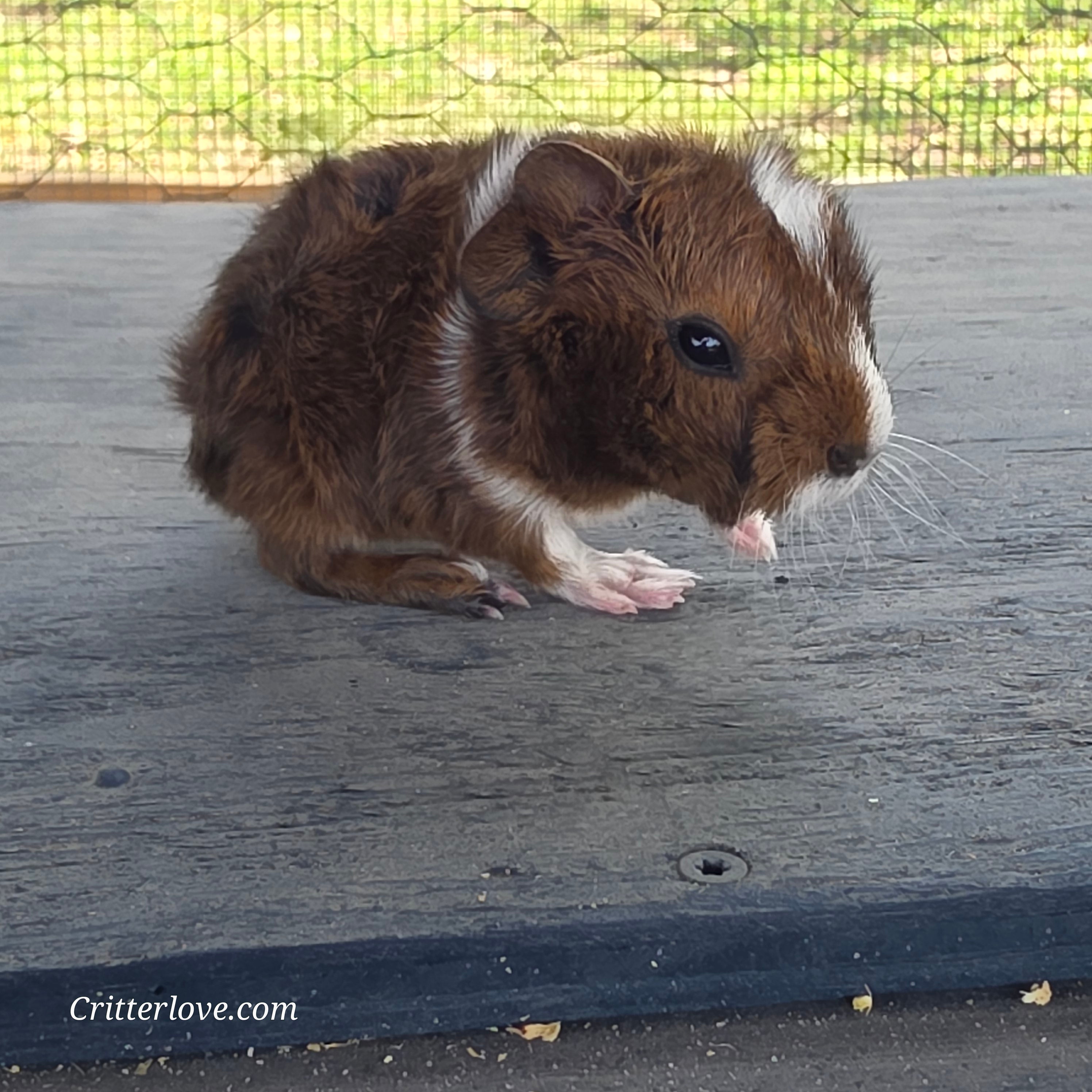 Guinea Pig - Abyssinian