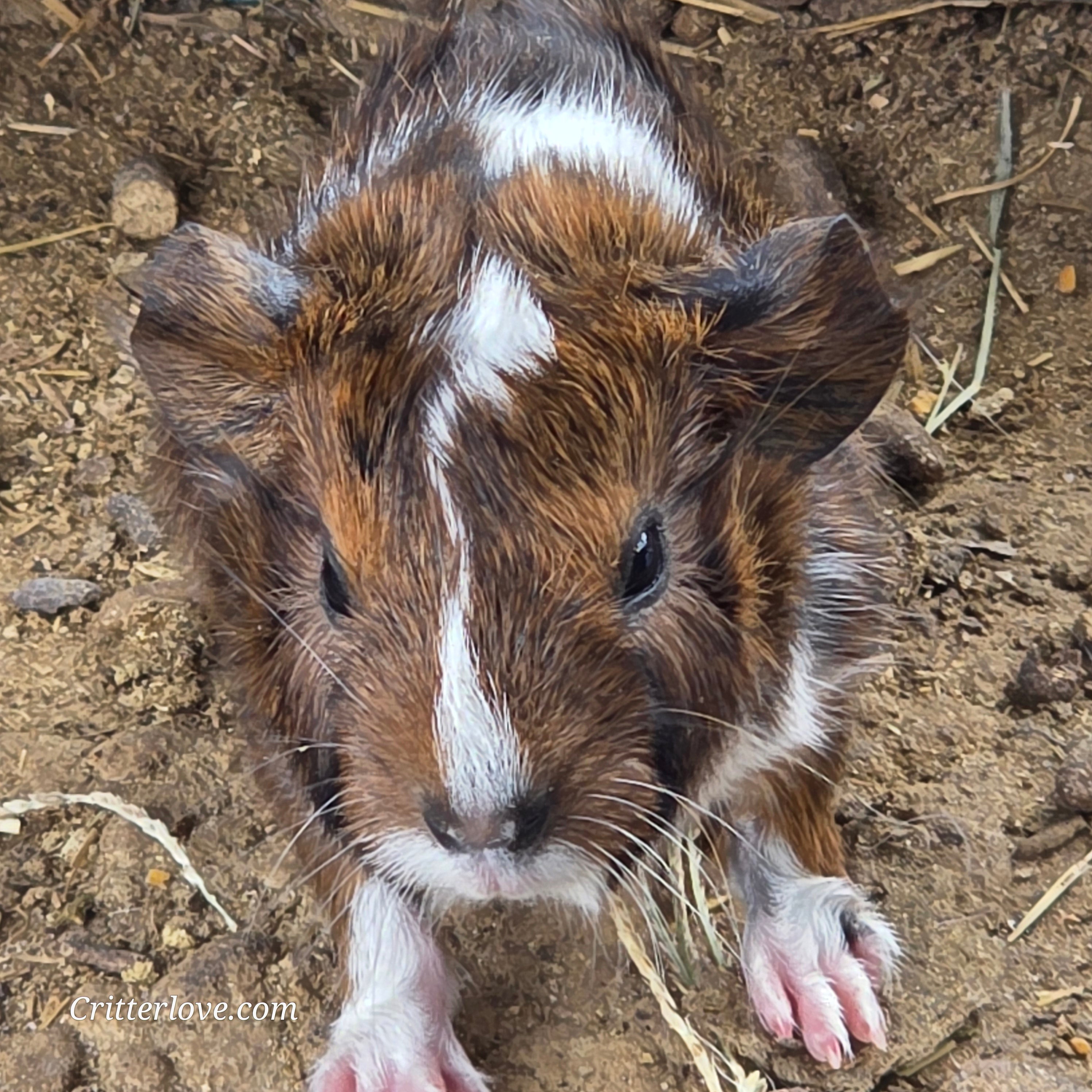 Abyssinian Guinea Pig
