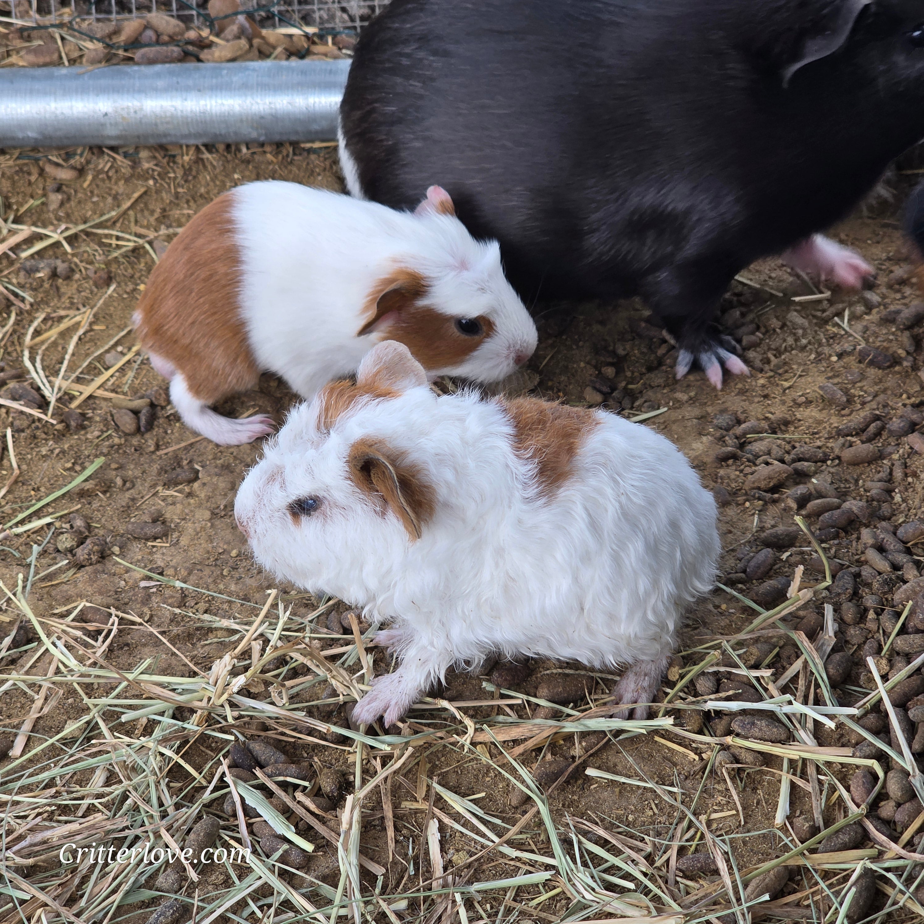 Alpaca Guinea Pig