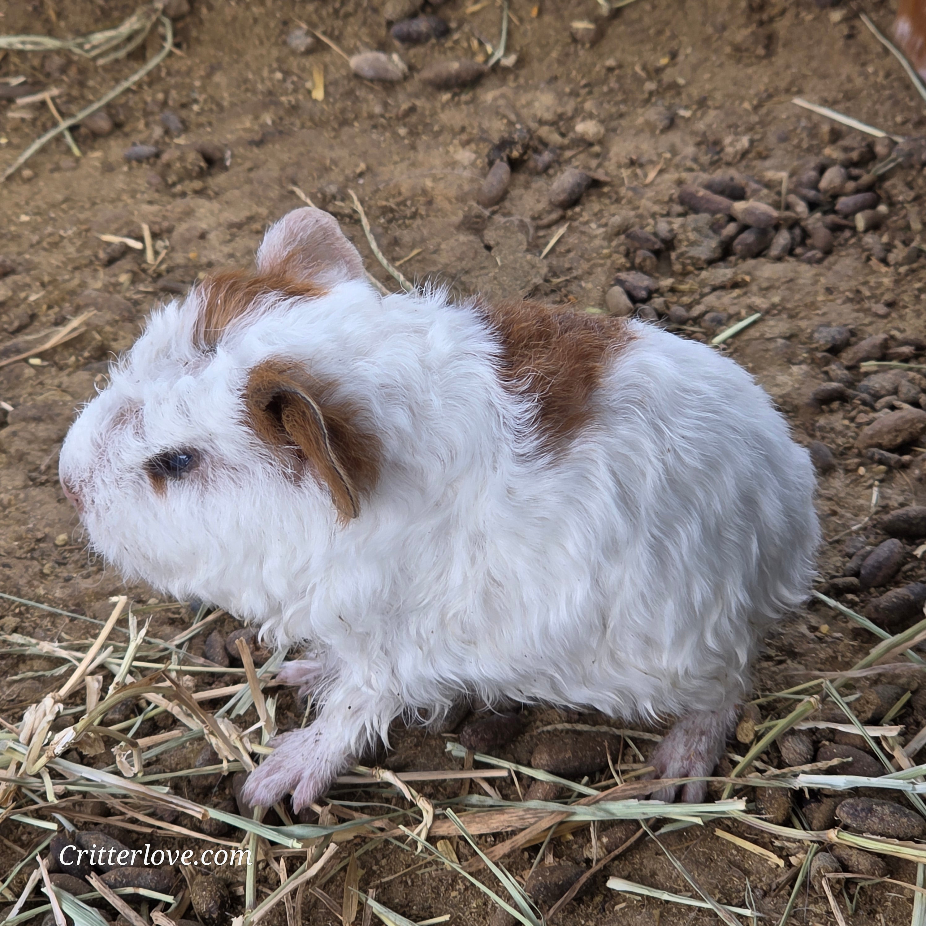 Alpaca Guinea Pig