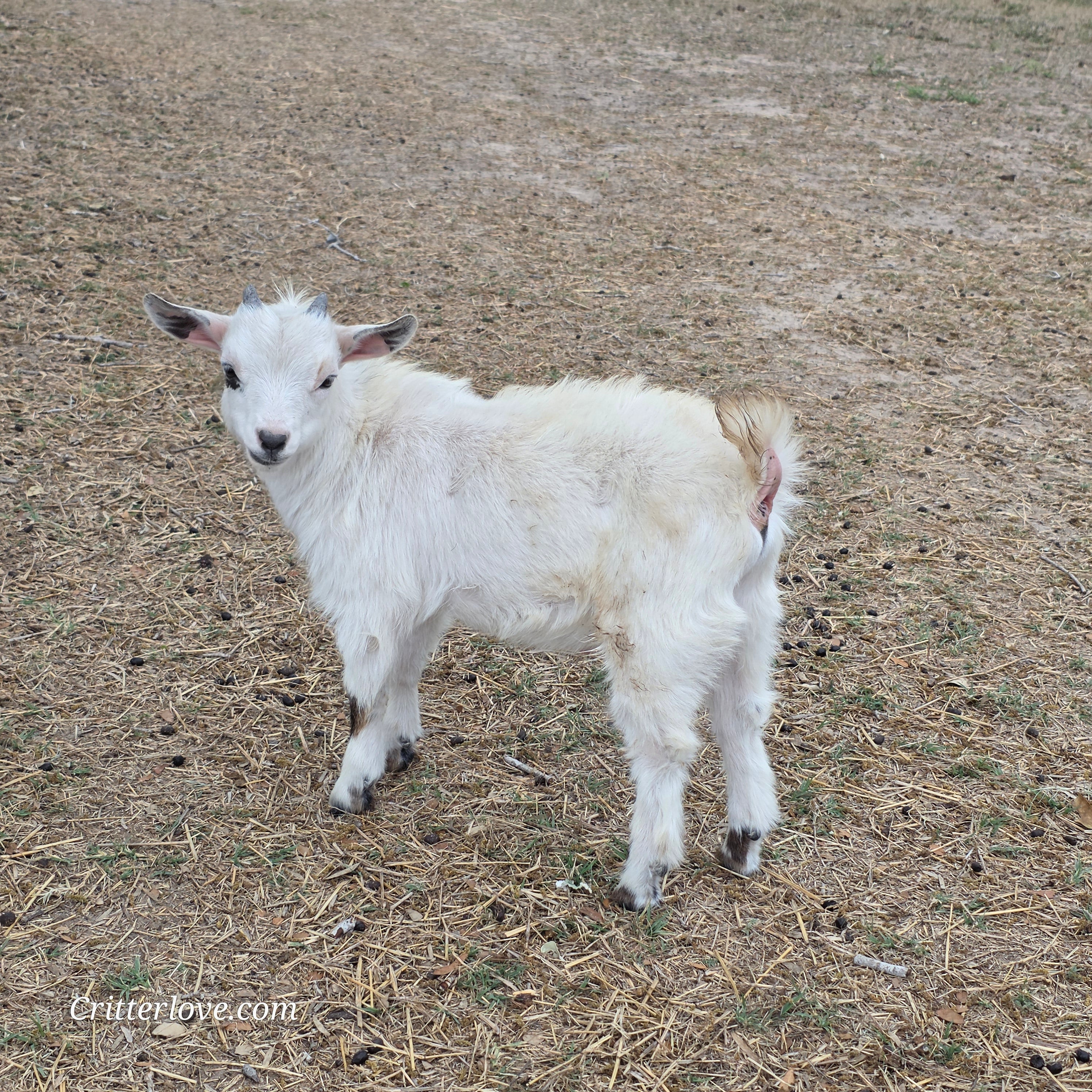 Nigerian Dwarf Buckling (Mainly white)