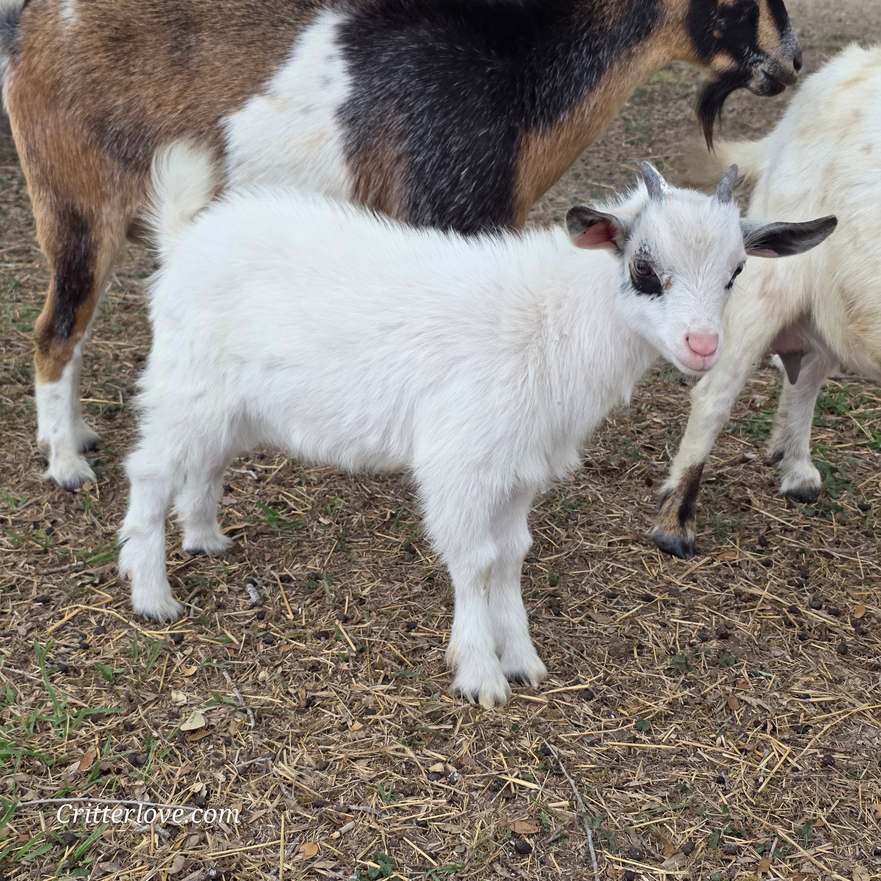 Nigerian Dwarf Colored