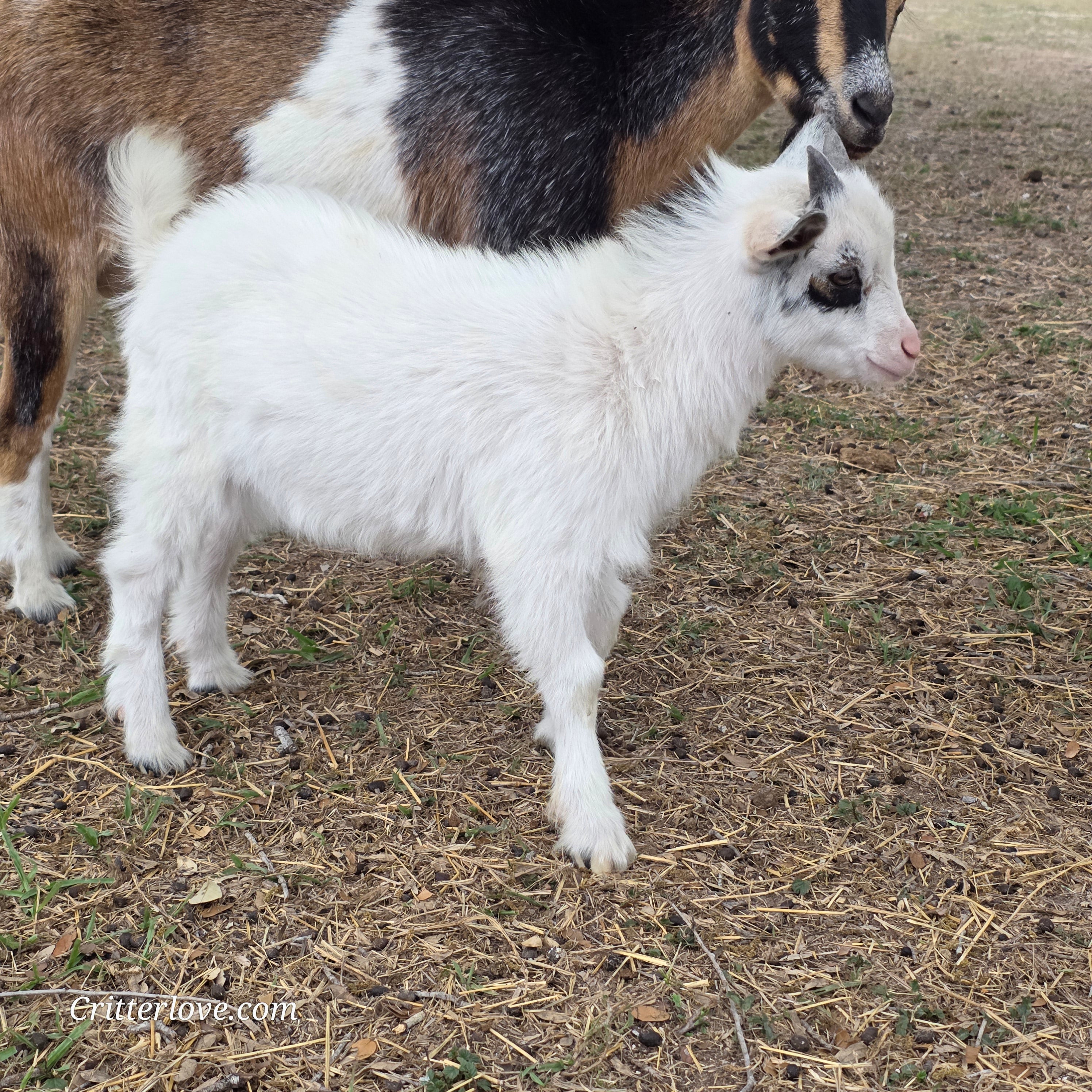 Nigerian Dwarf Colored