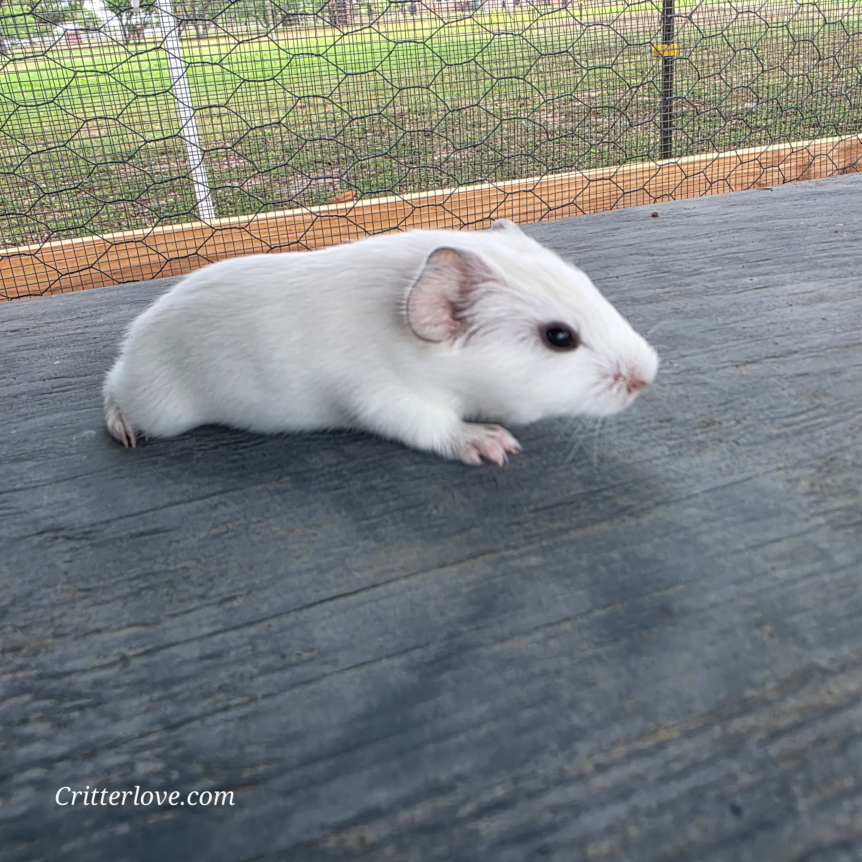Guinea Pig - White American Male