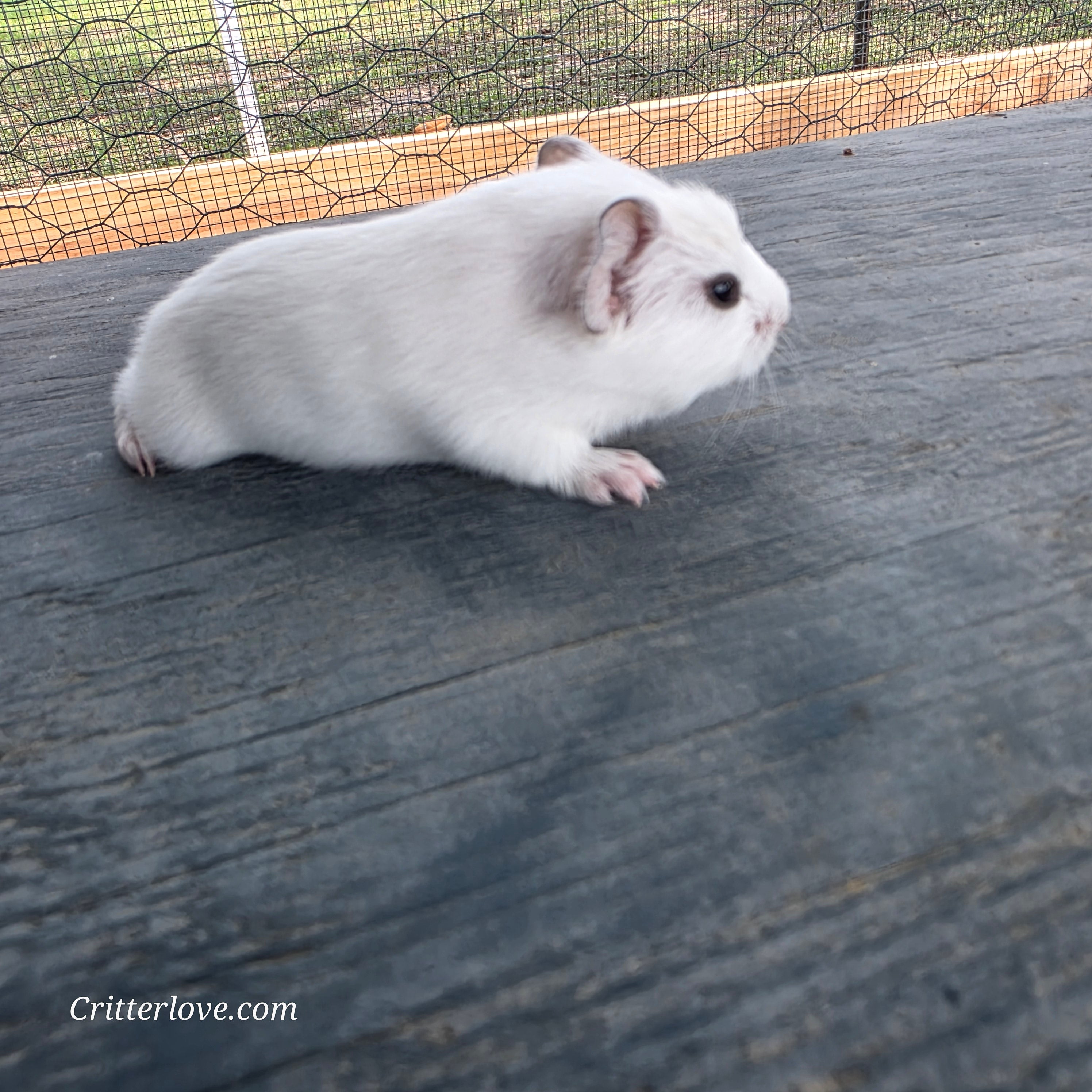 Guinea Pig - White American Male