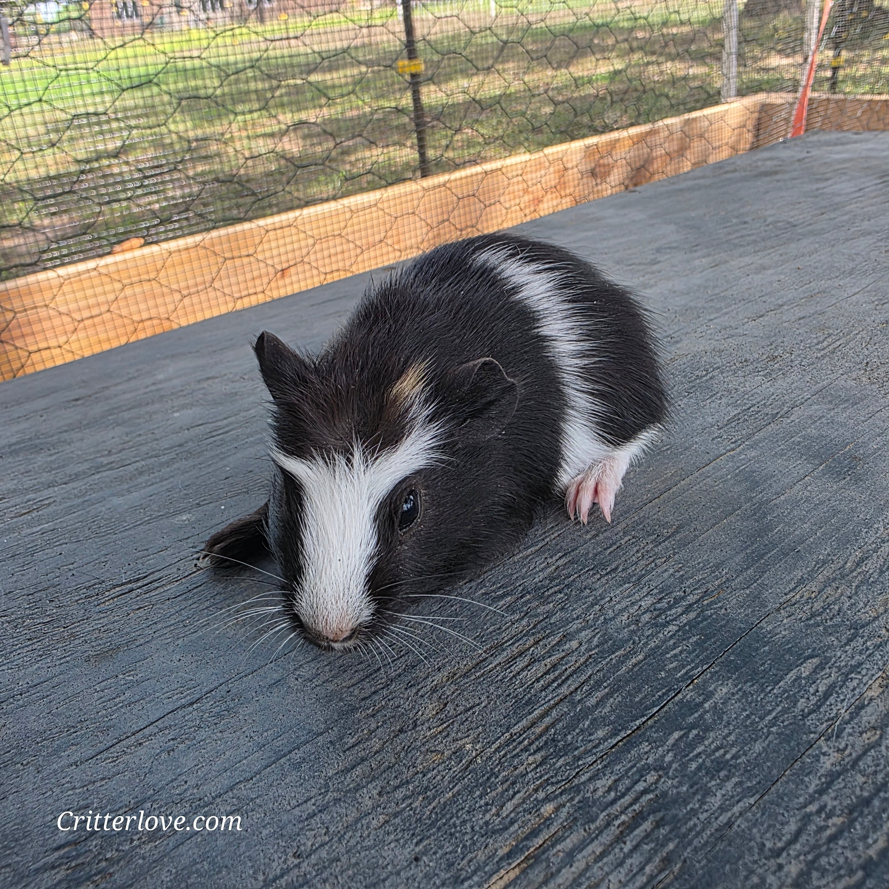 Guinea Pig - Black & White Male American