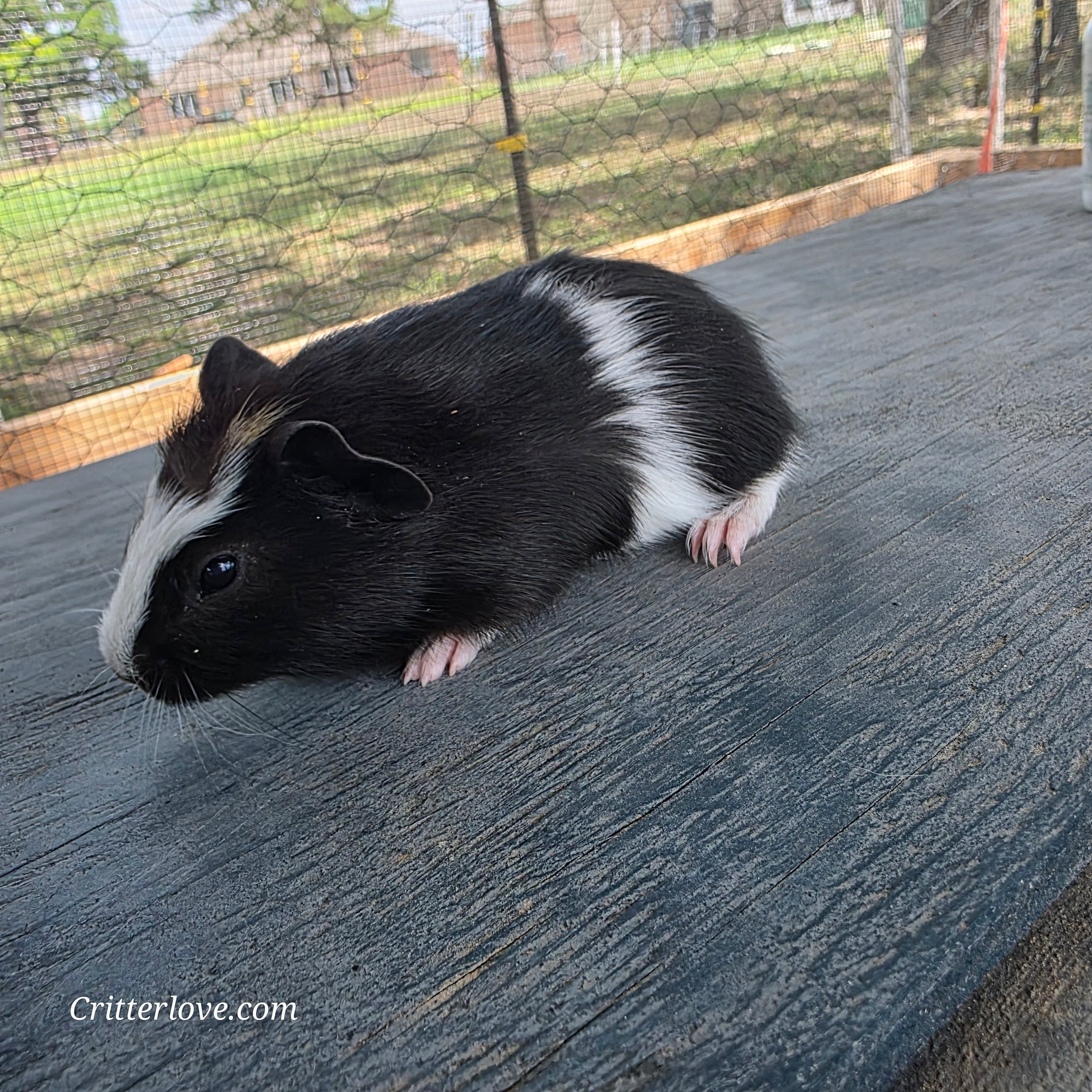 Guinea Pig - Black & White Male American