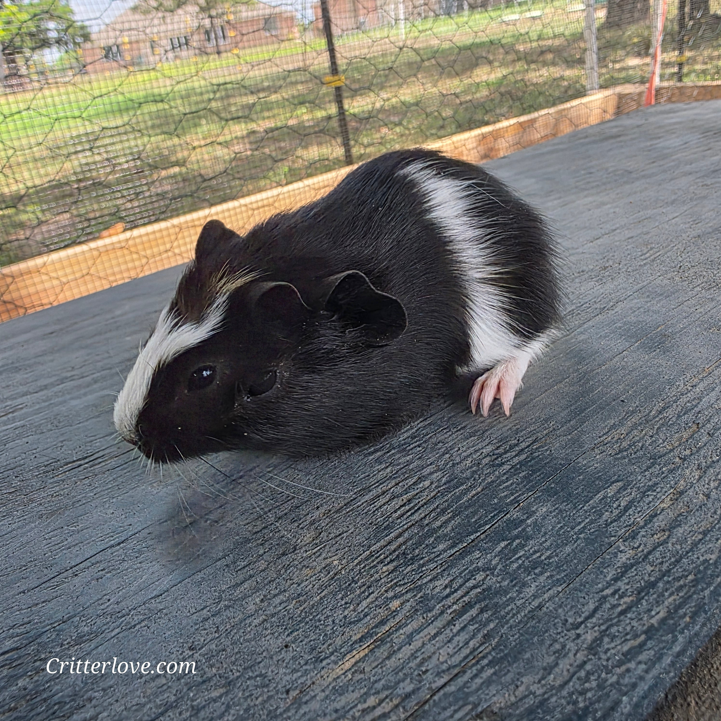 Guinea Pig - Black & White Male American