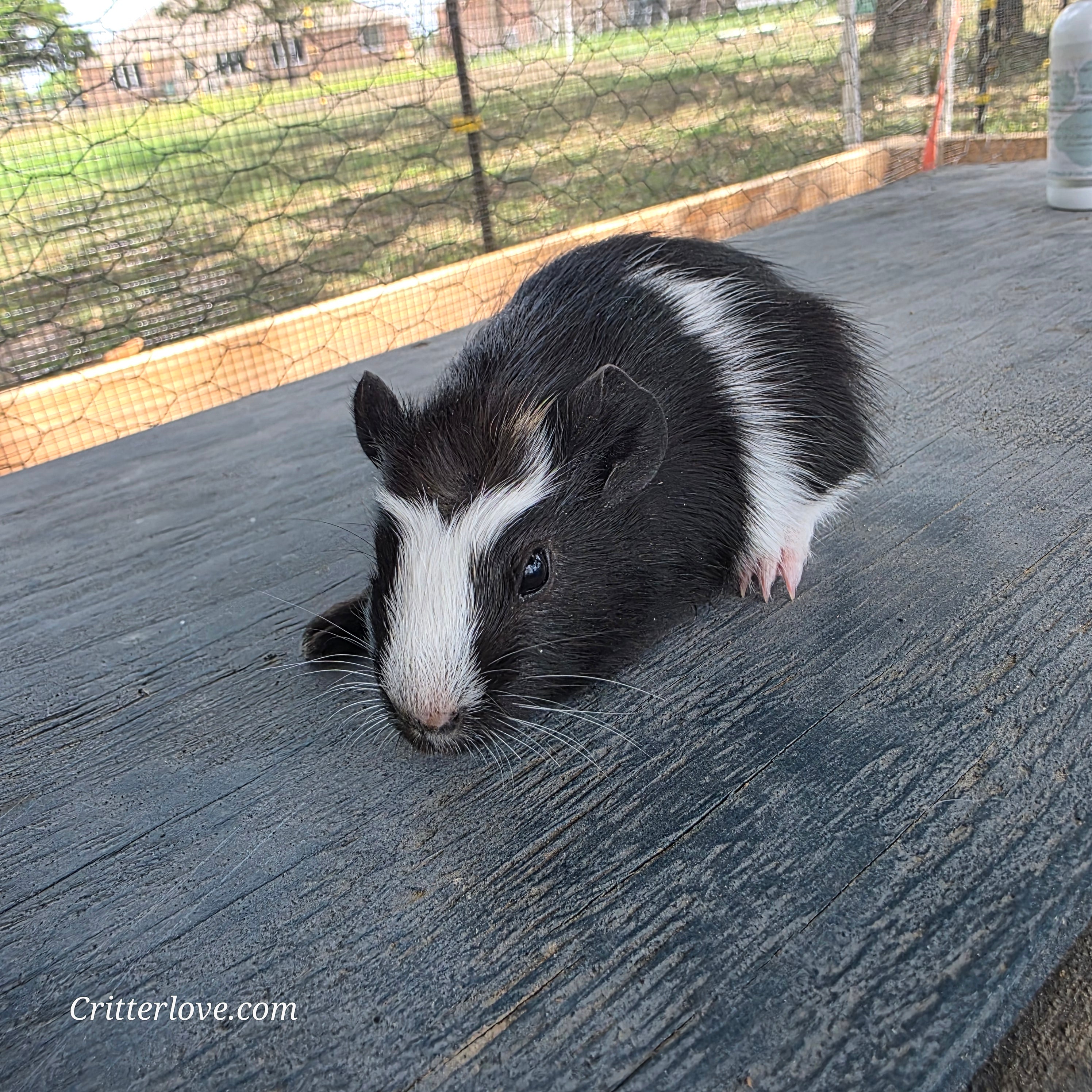 Guinea Pig - Black & White Male American