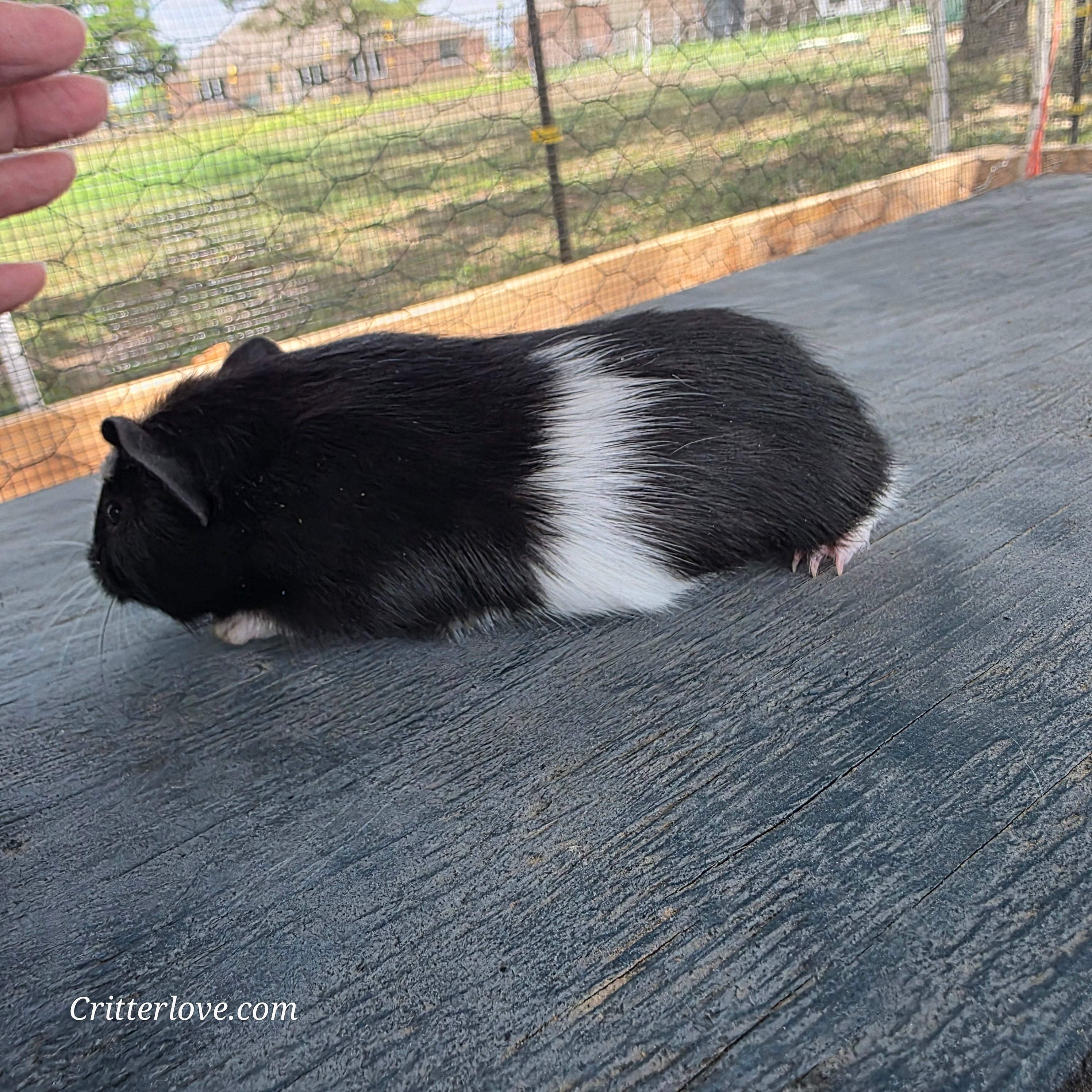 Guinea Pig - Black & White Male American