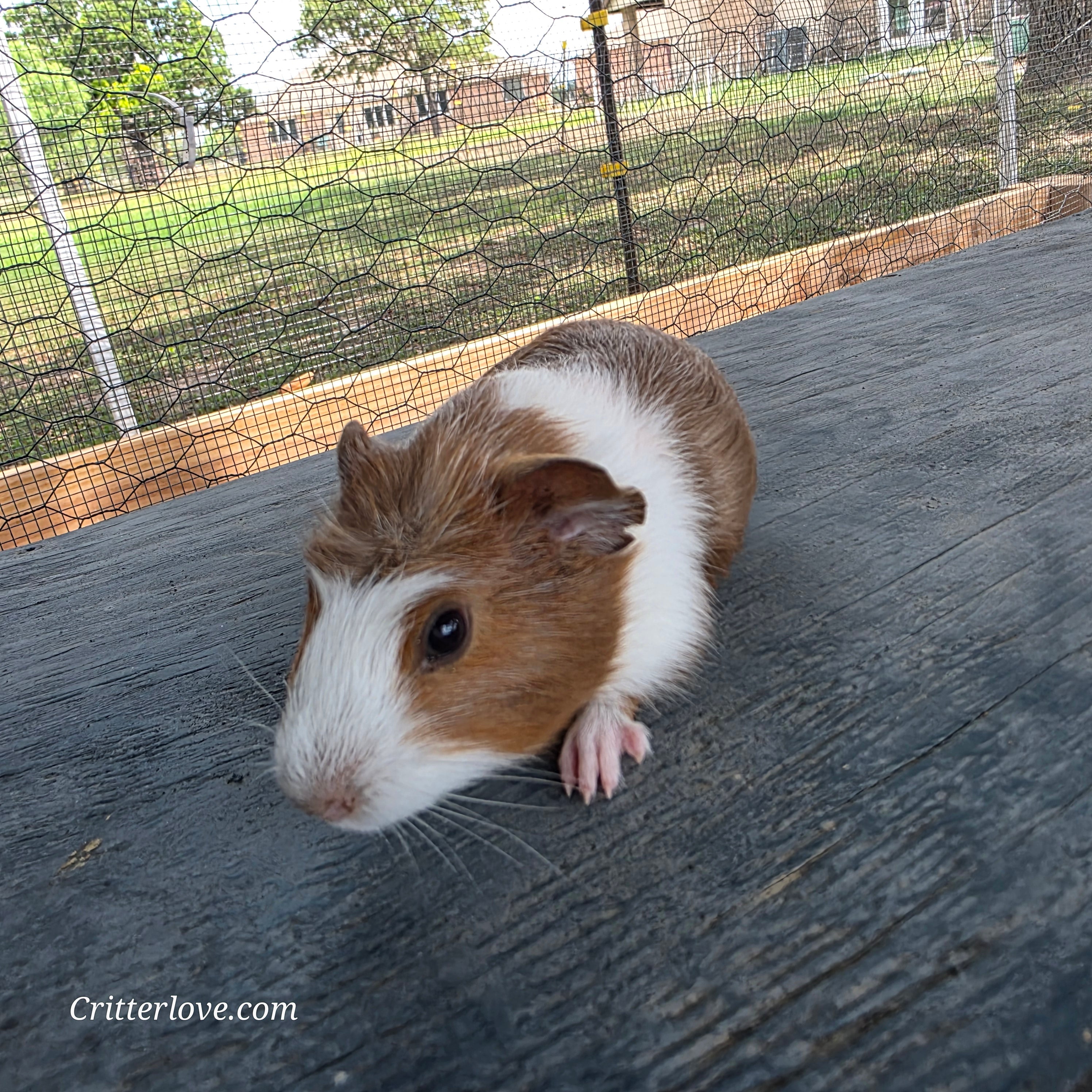 Guinea Pig - Rust & White Male American
