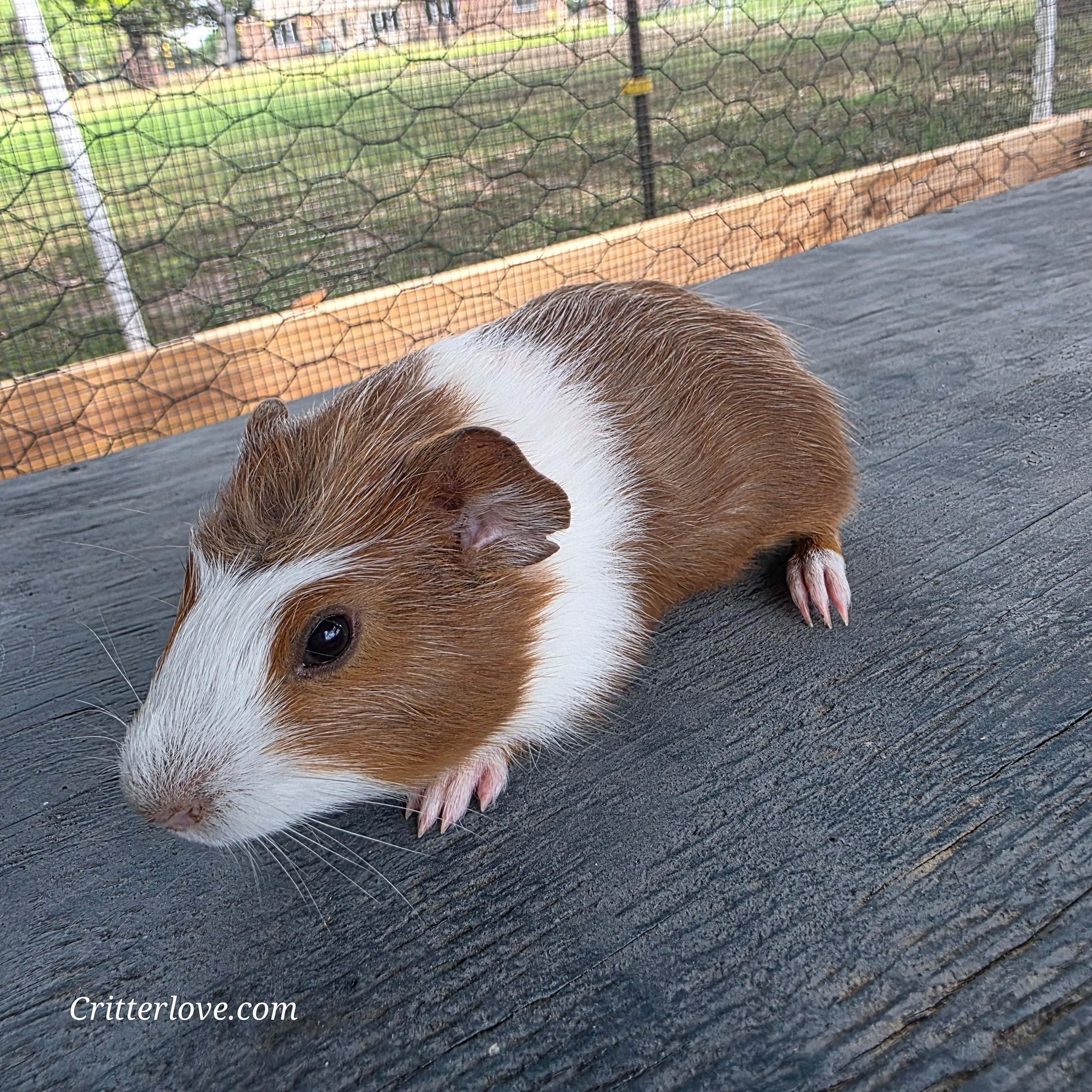 Guinea Pig - Rust & White Male American
