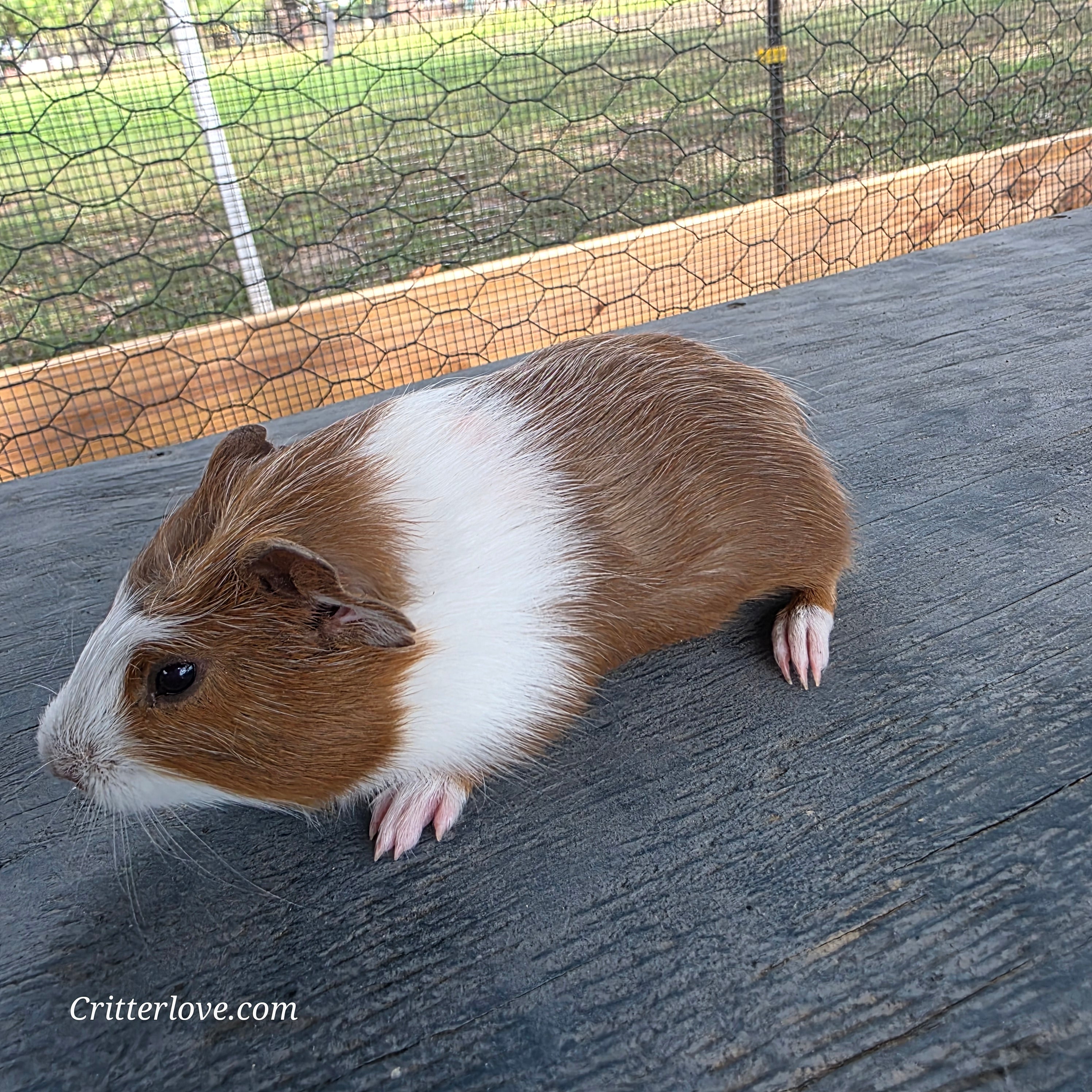 Guinea Pig - Rust & White Male American