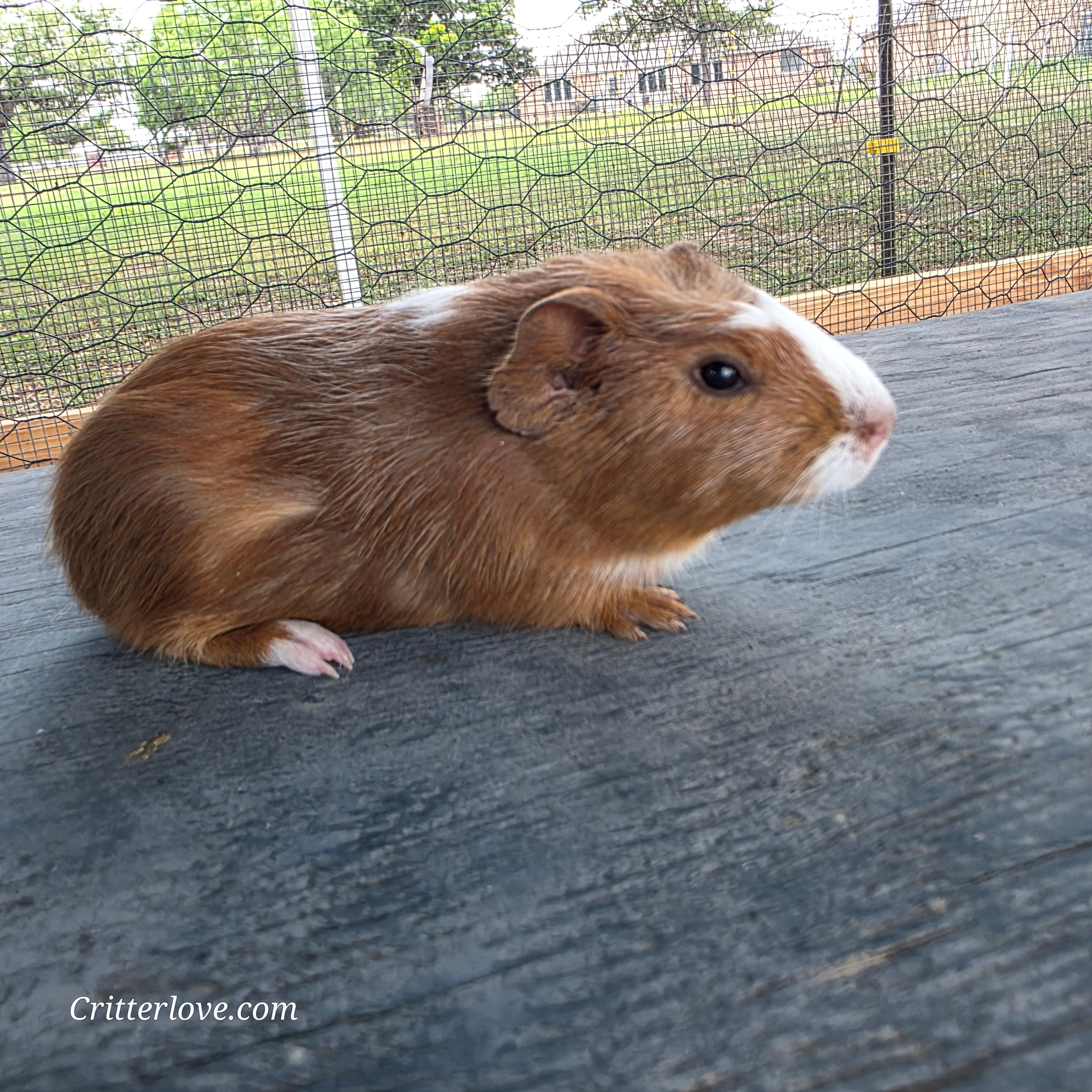 Guinea Pig - Rust & White Male American