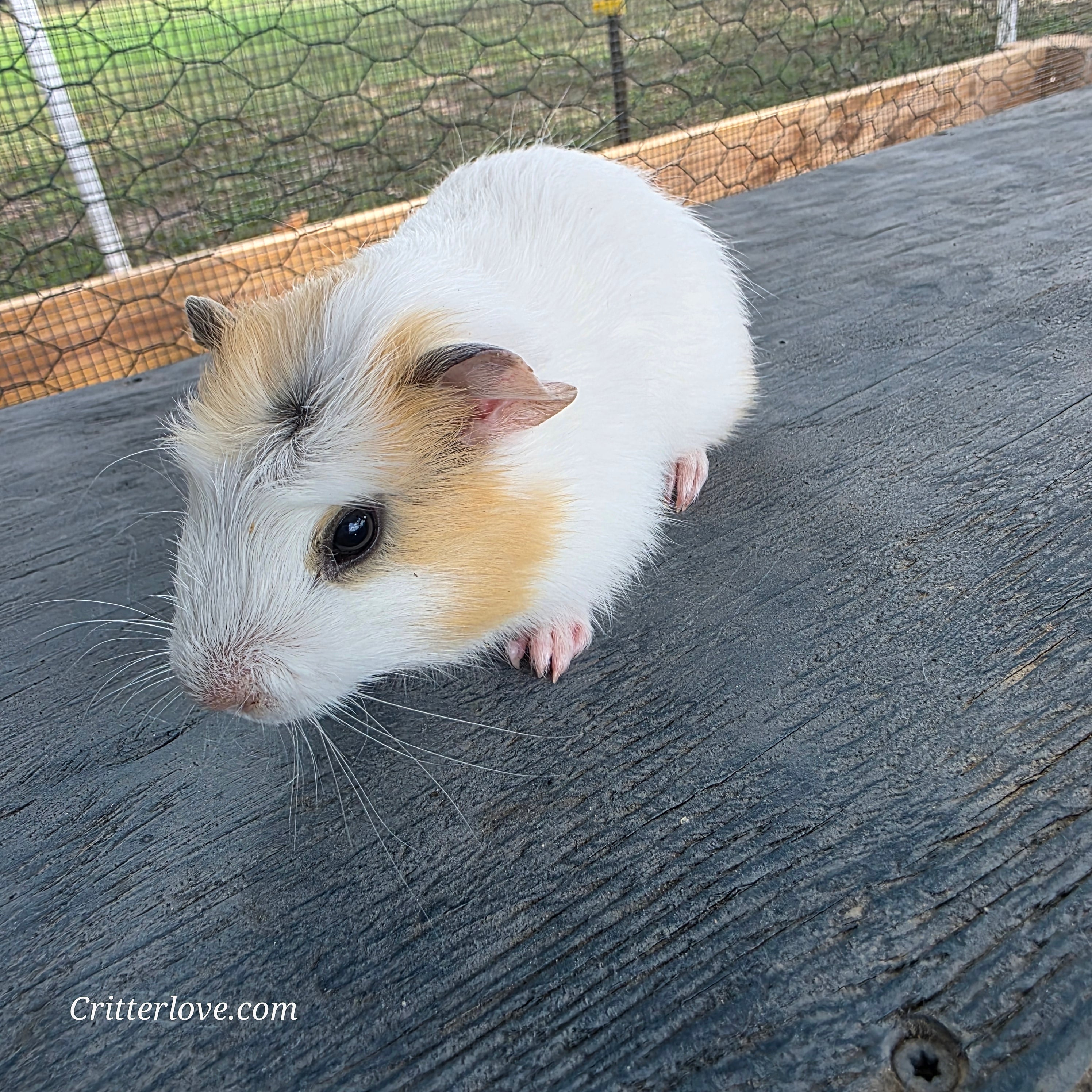 Guinea Pig - Cream & White American