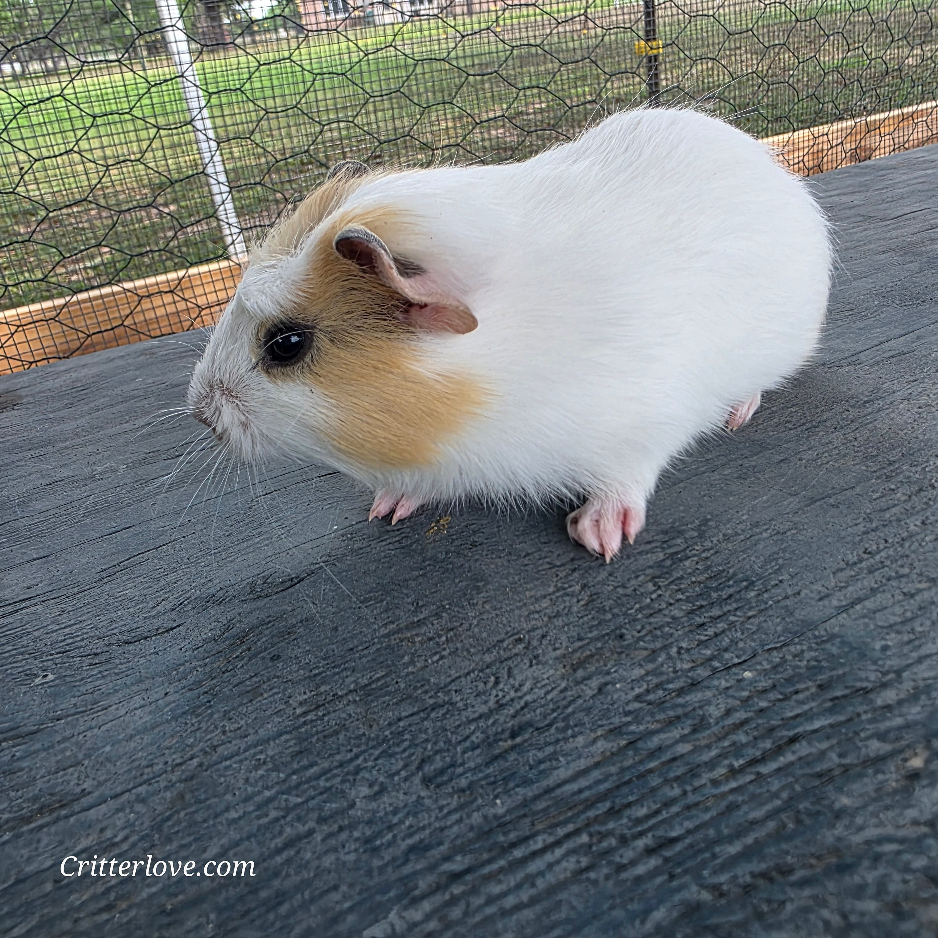 Guinea Pig - Cream & White American