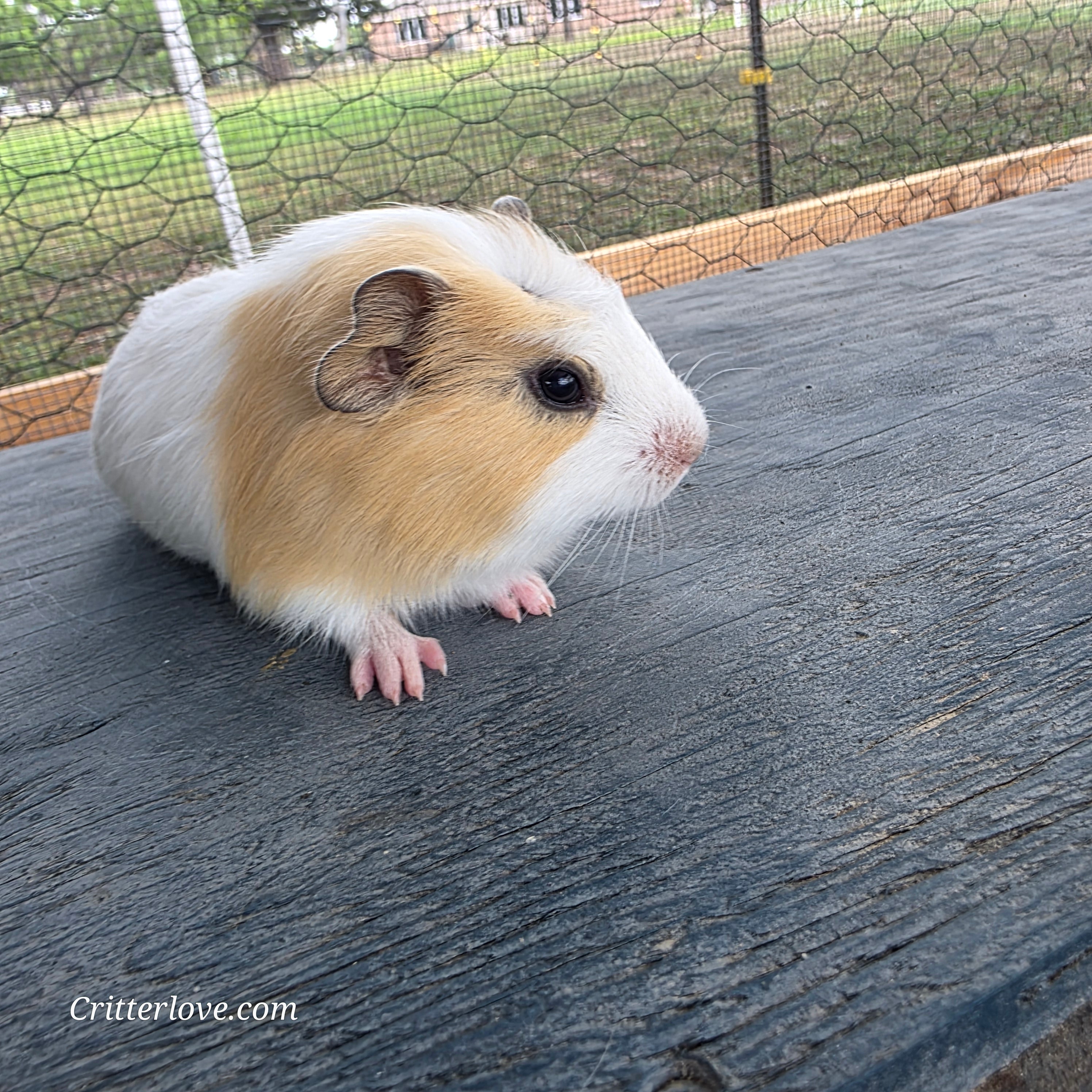 Guinea Pig - Cream & White American