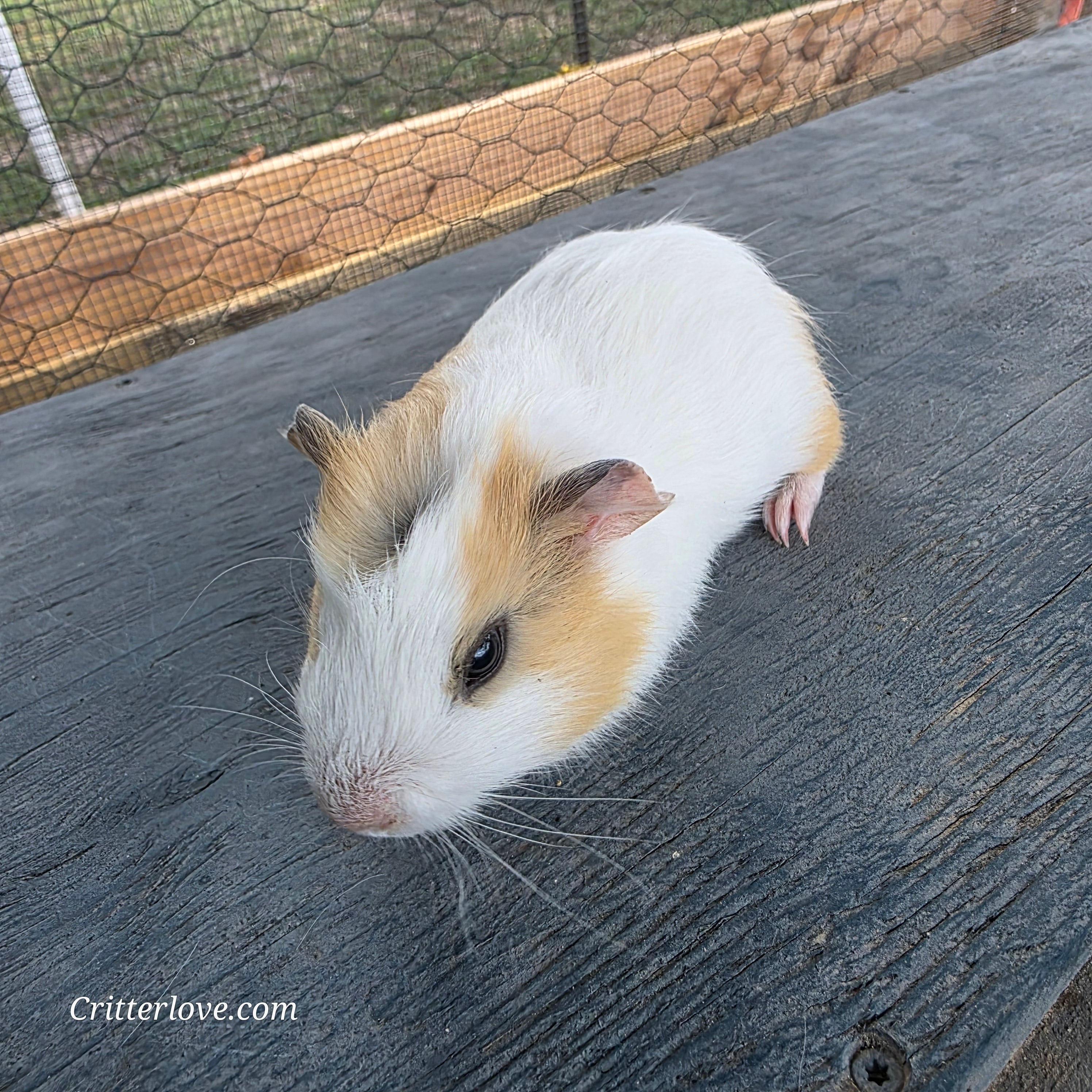 Guinea Pig - Cream & White American