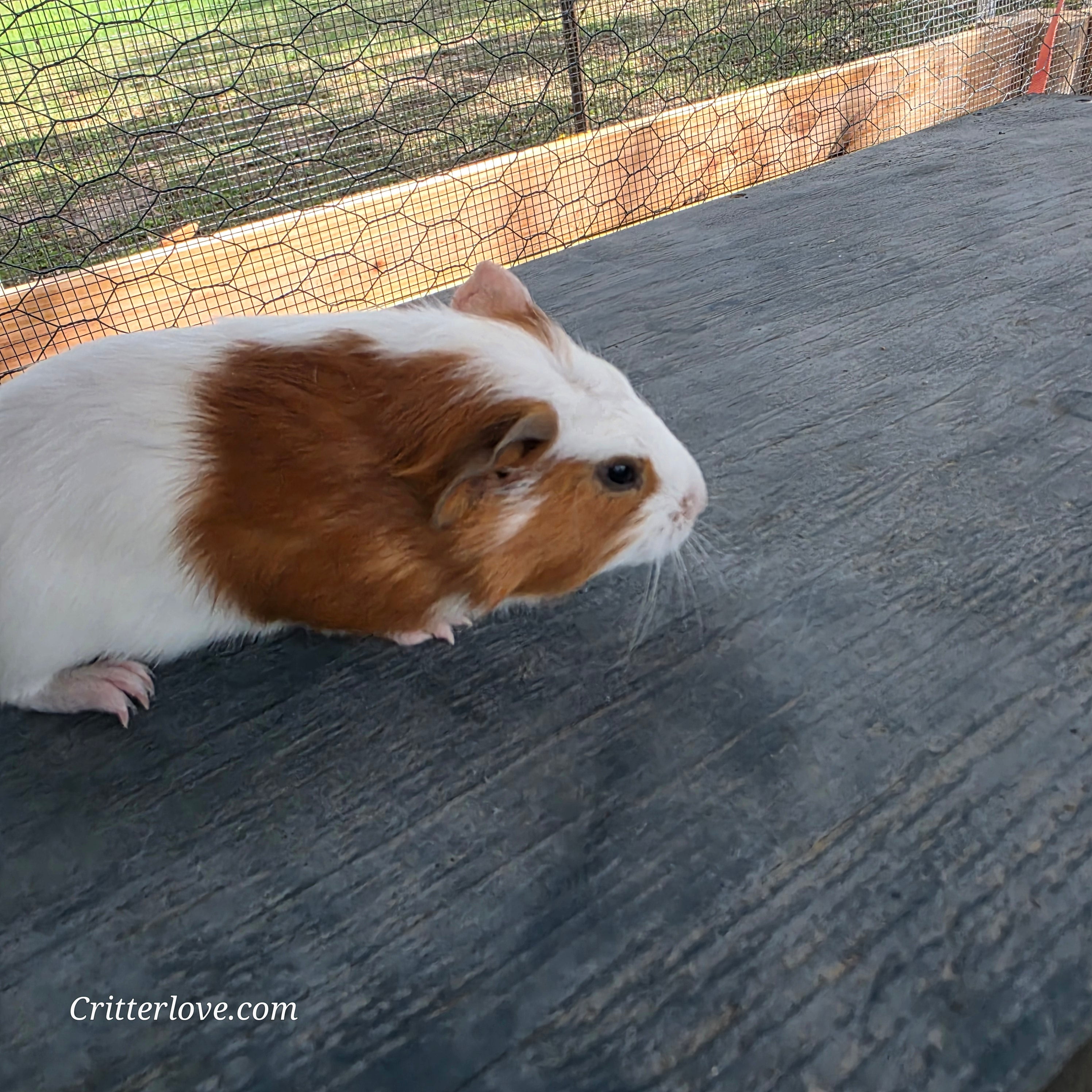 Guinea Pig - Red & White American Male II