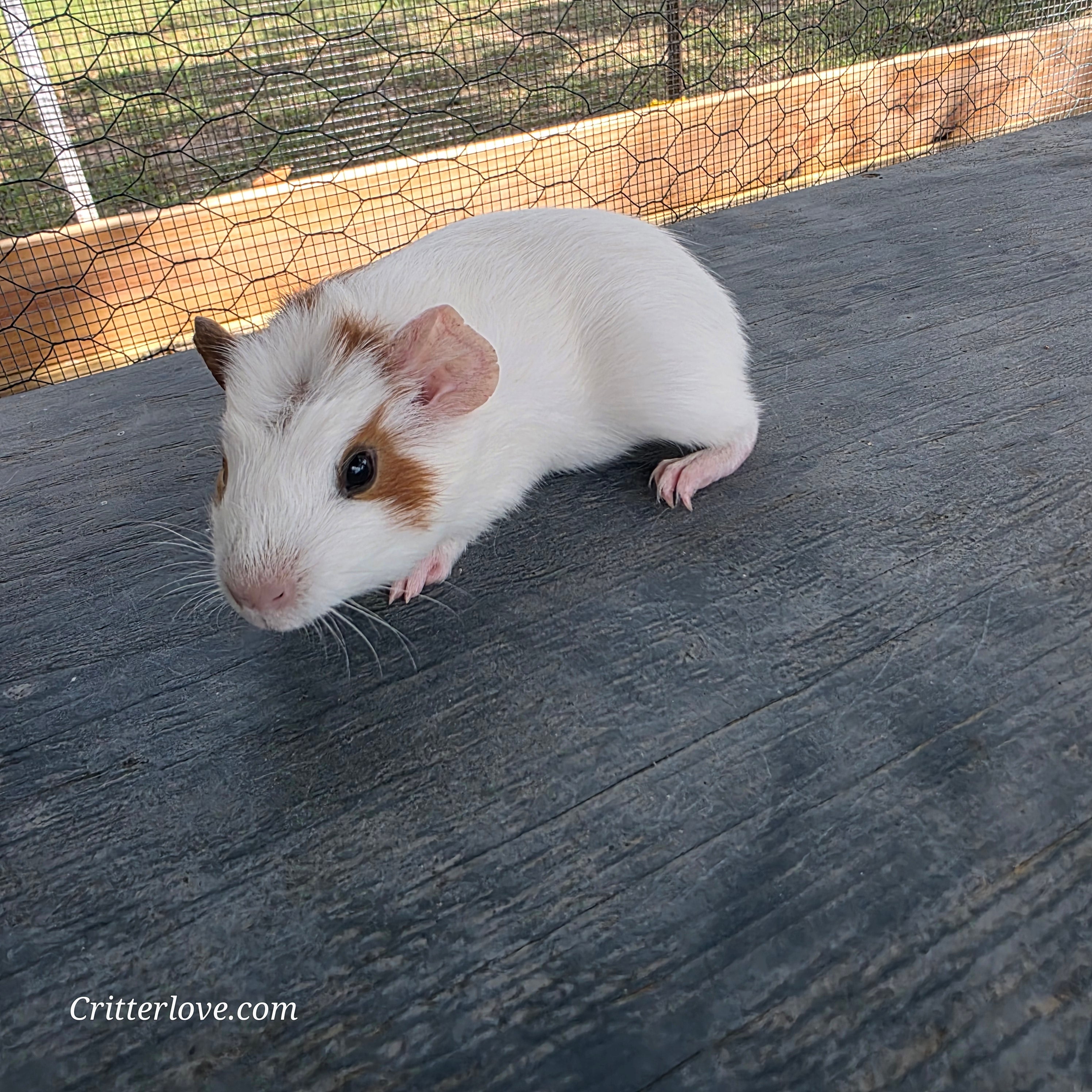 Guinea Pig - Red & White American Male II