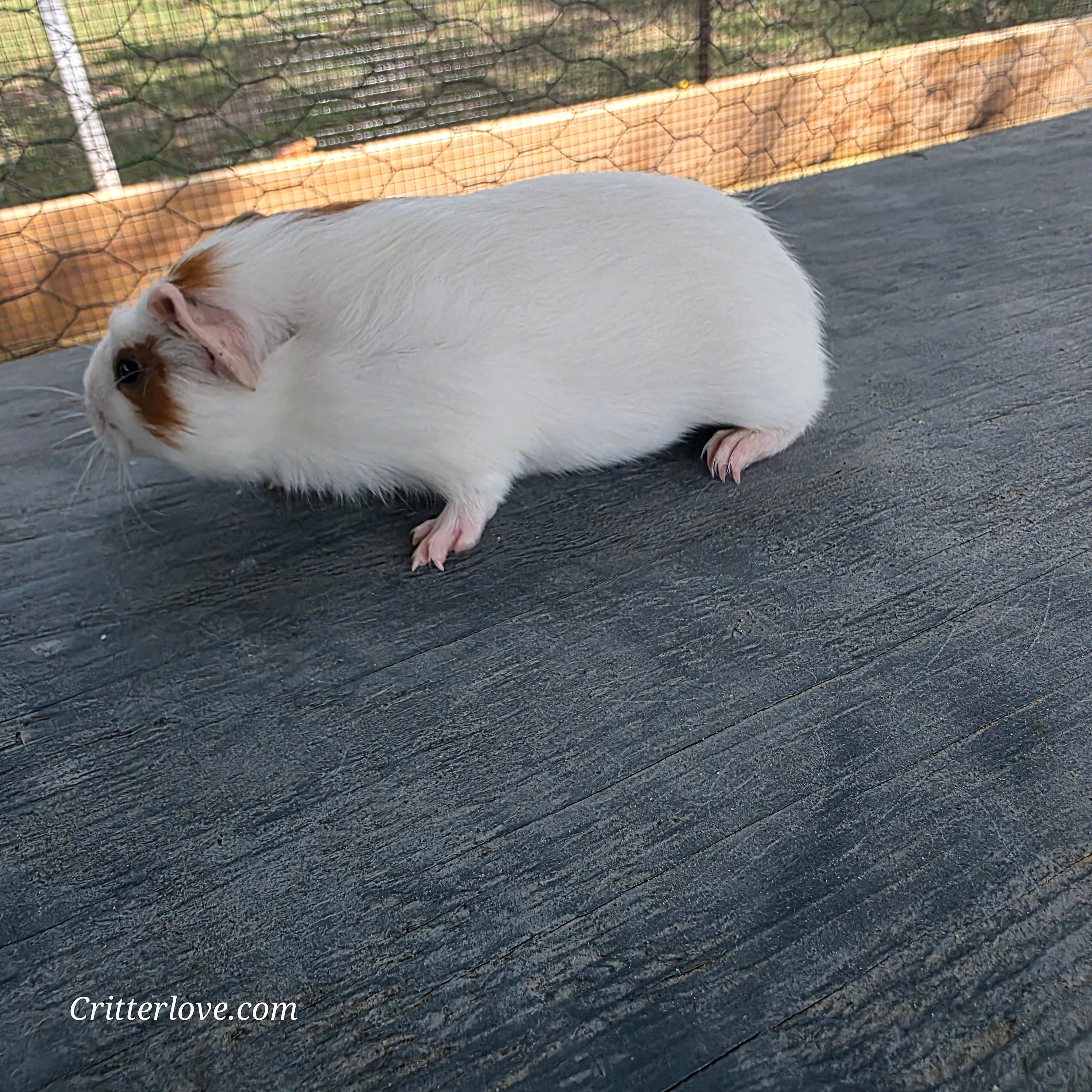 Guinea Pig - Red & White American Male II