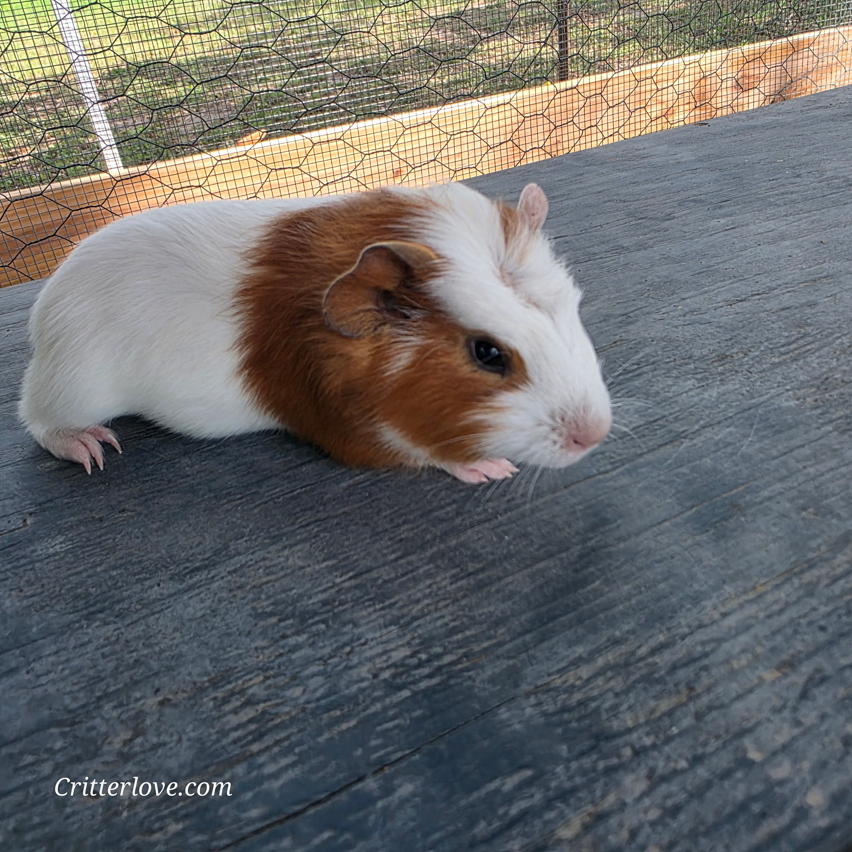 Guinea Pig - Red & White American Male II