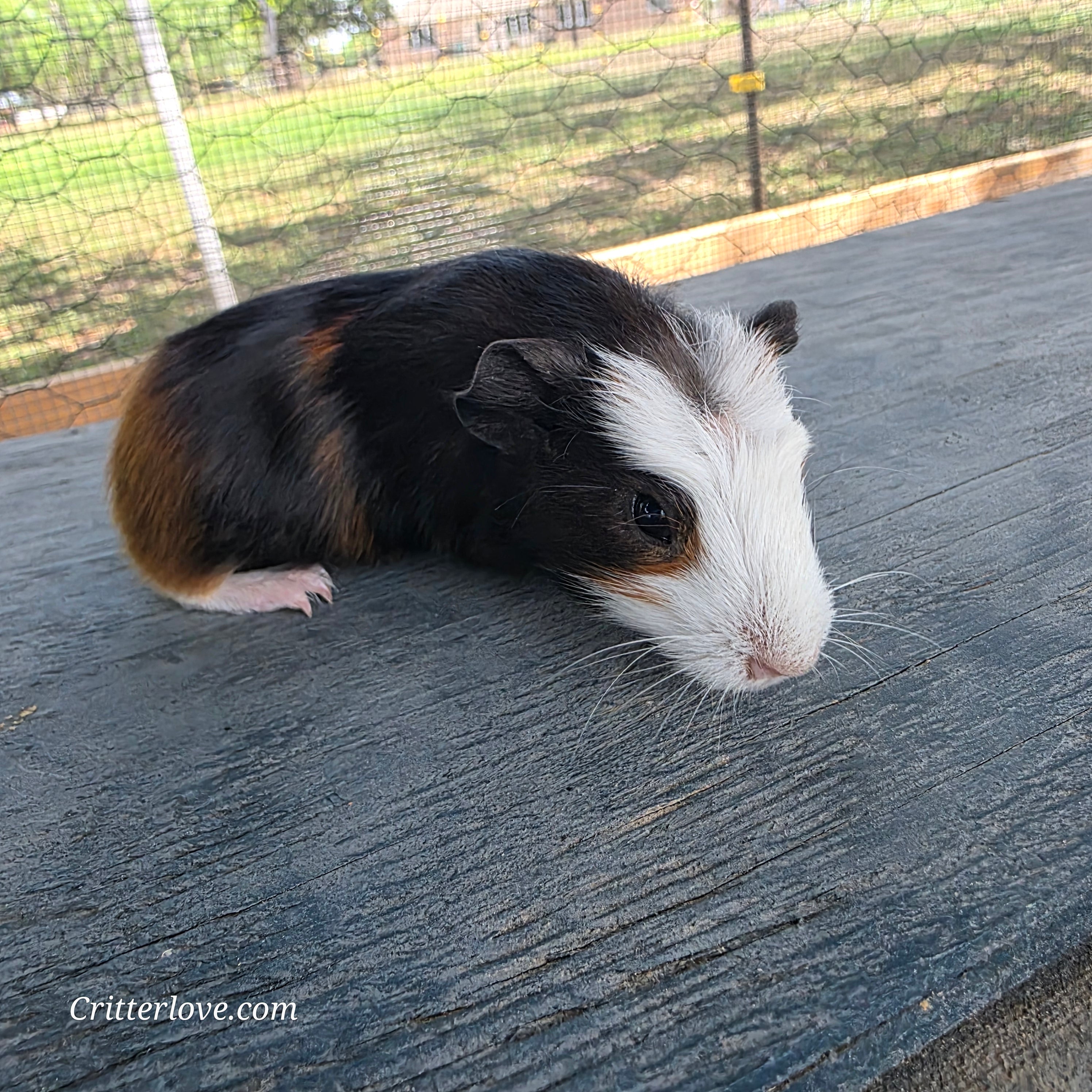Guinea Pig - Tri-Color Male American