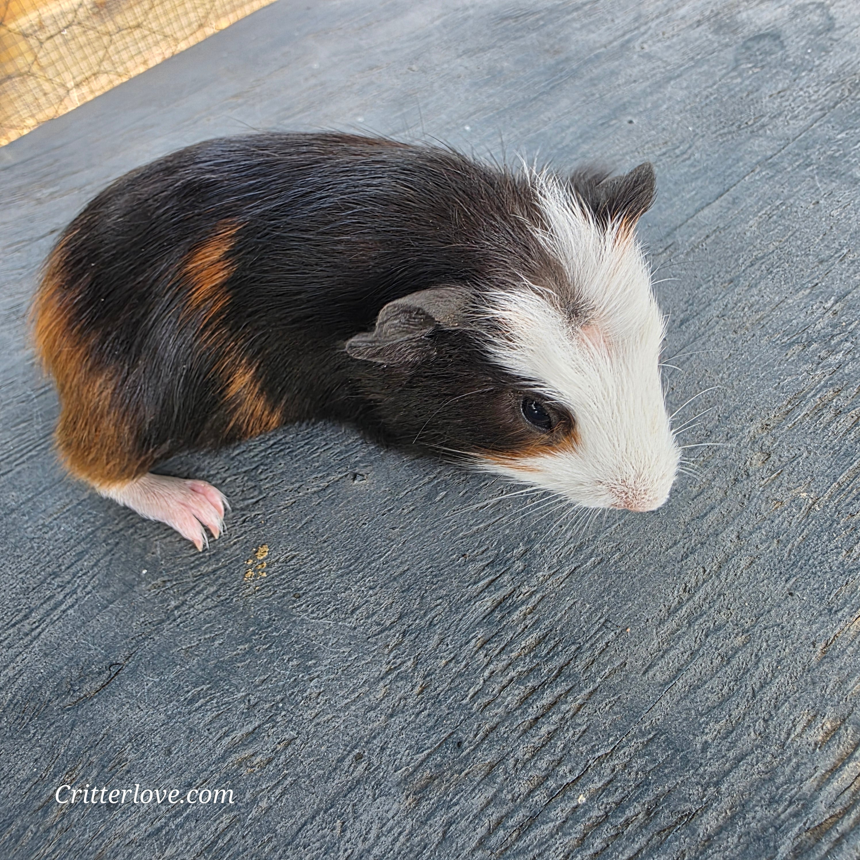 Guinea Pig - Tri-Color Male American