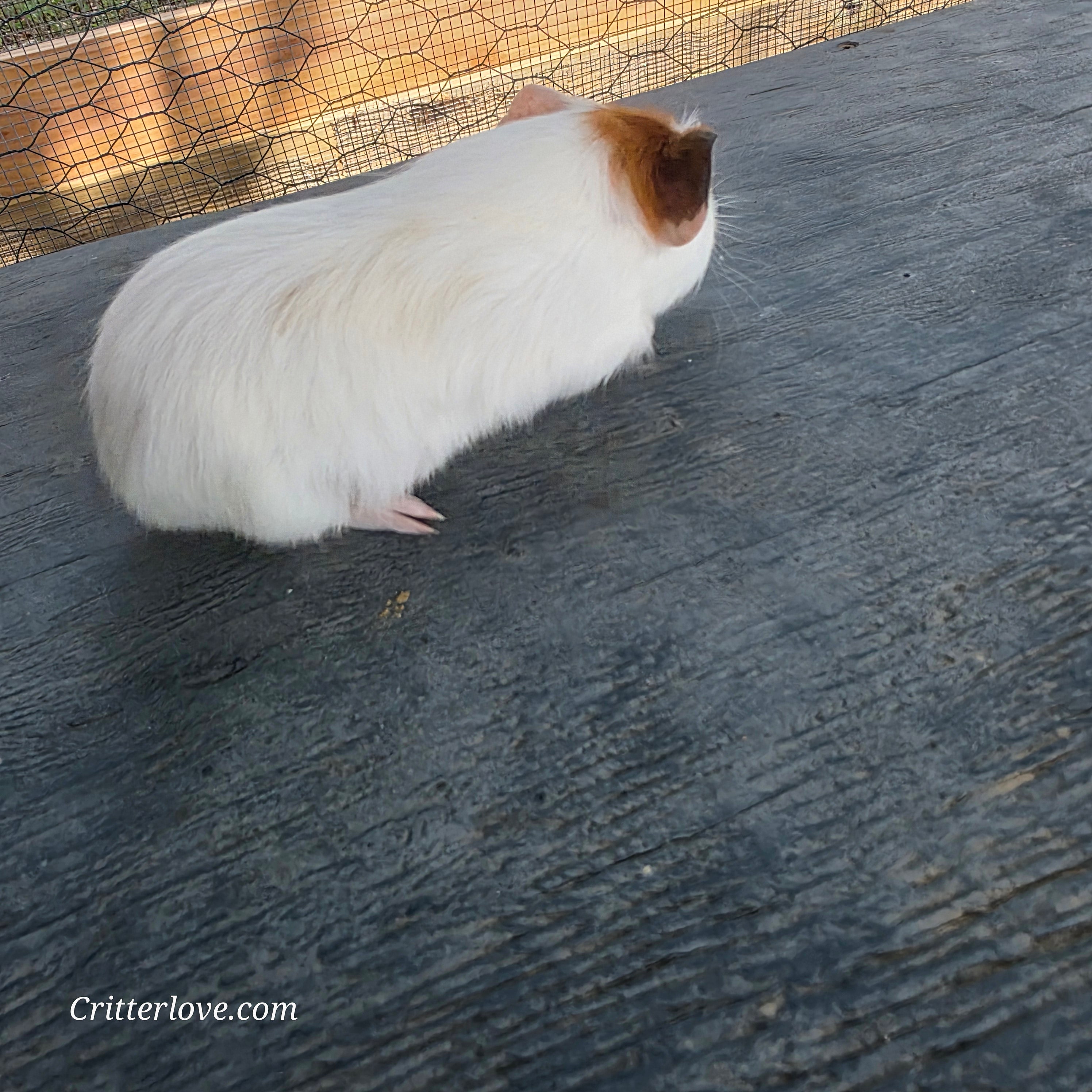 Guinea Pig - Red & White American Male