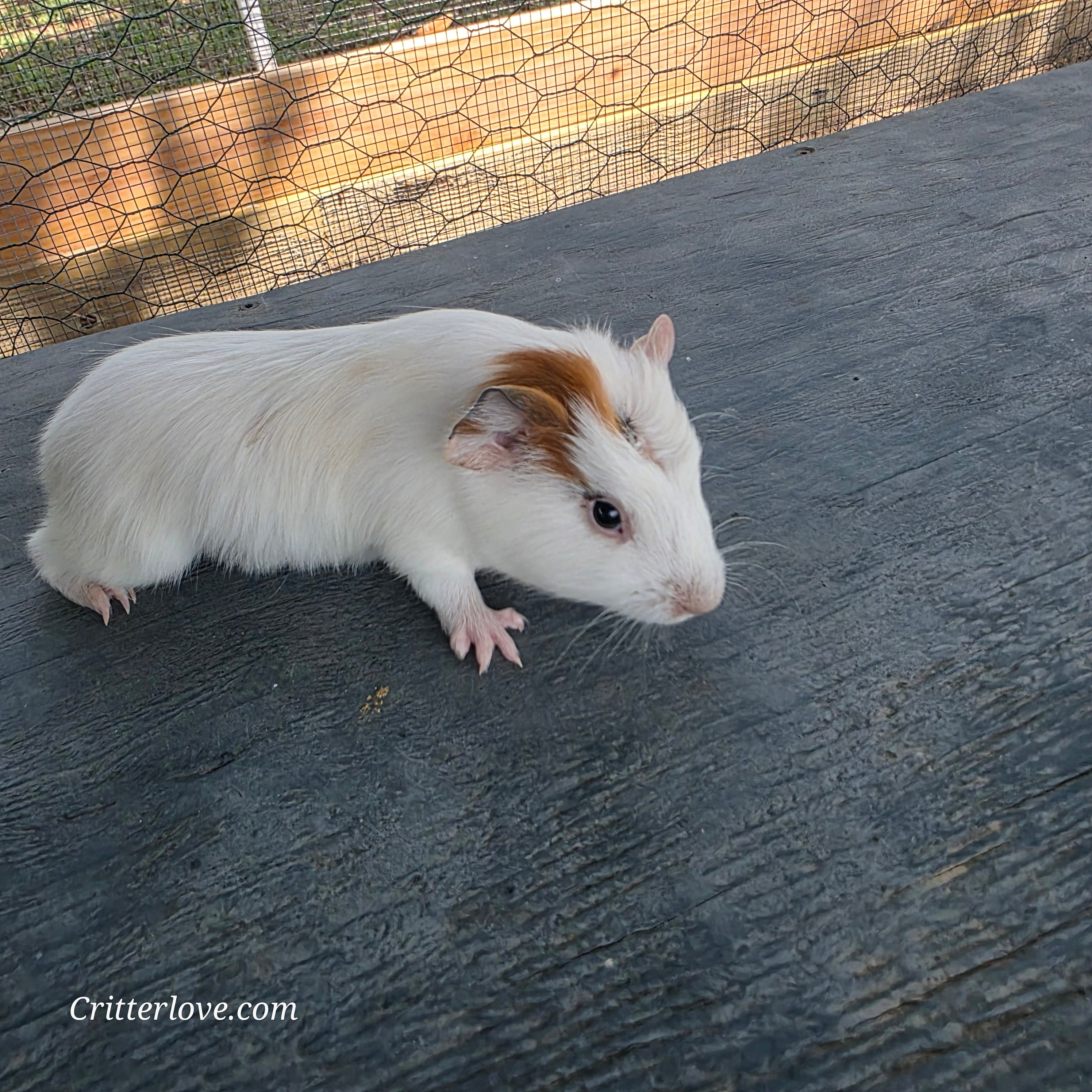 Guinea Pig - Red & White American Male