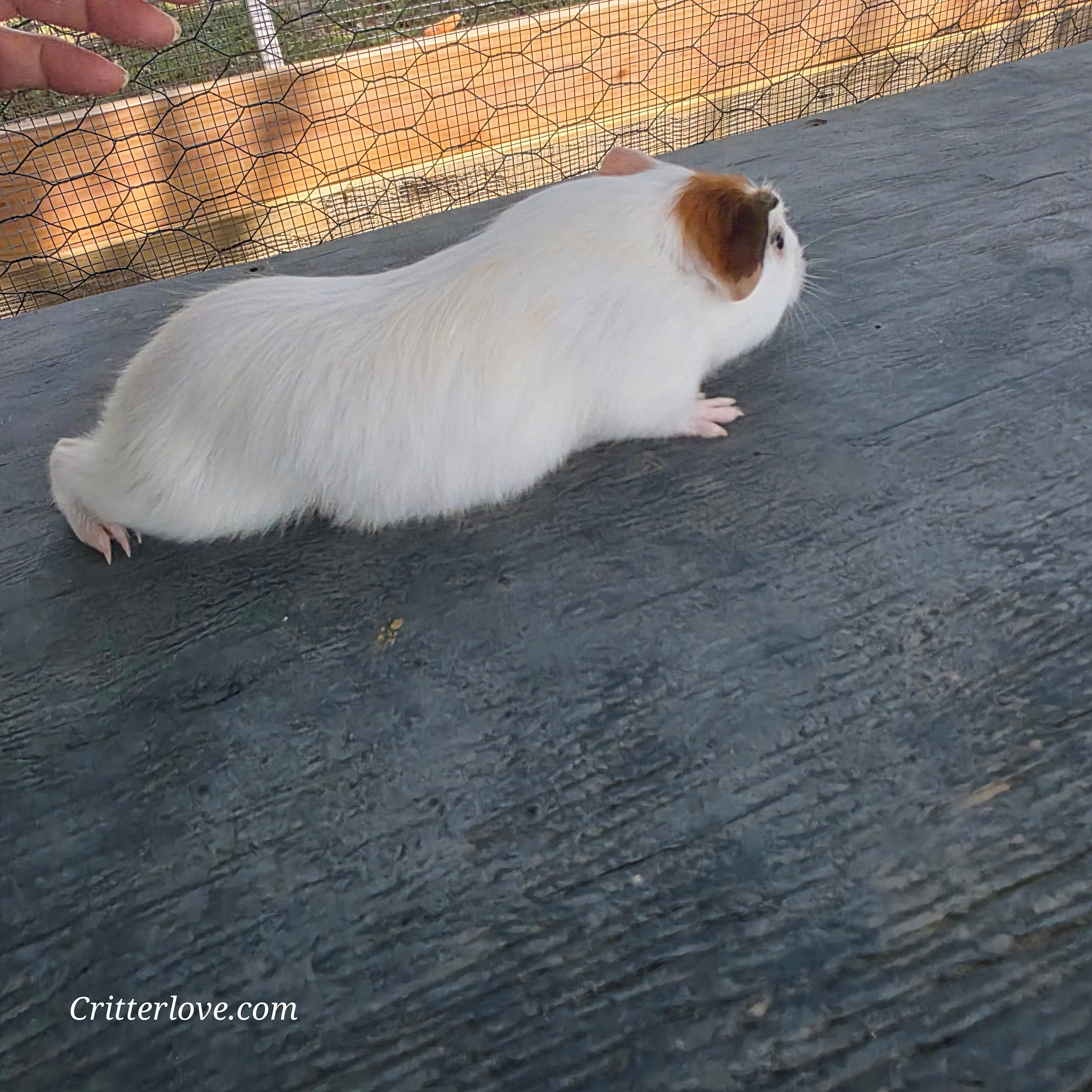 Guinea Pig - Red & White American Male