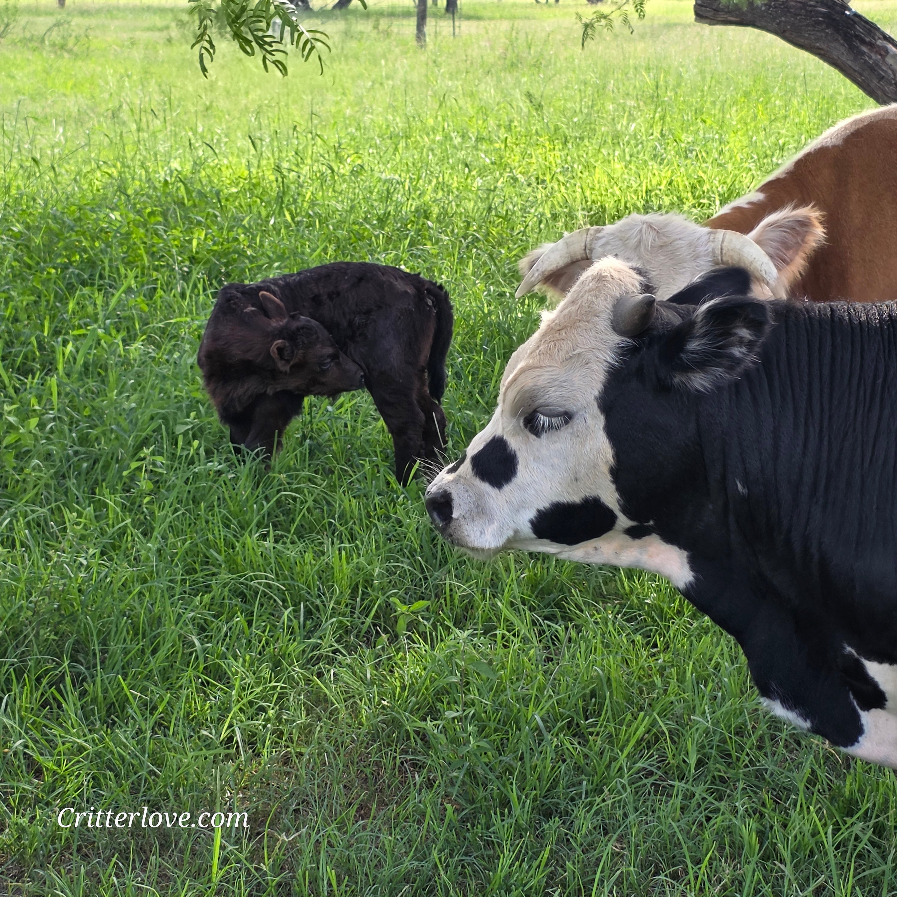 Freckles Bull- Calf
