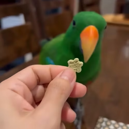 Veggie Bites