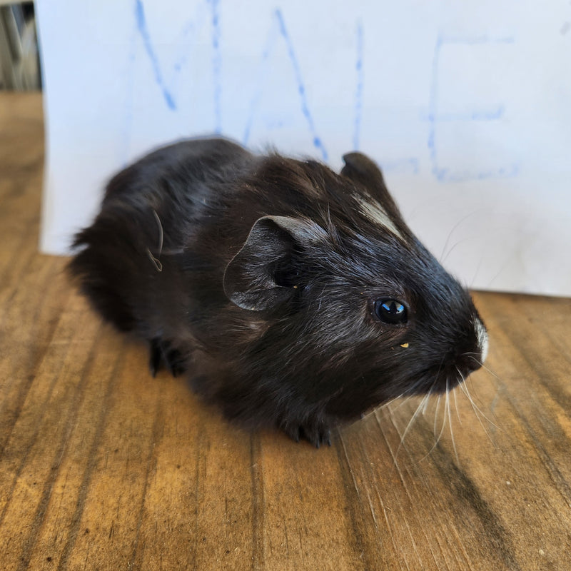 American Guinea Pig Black with a splash of white male