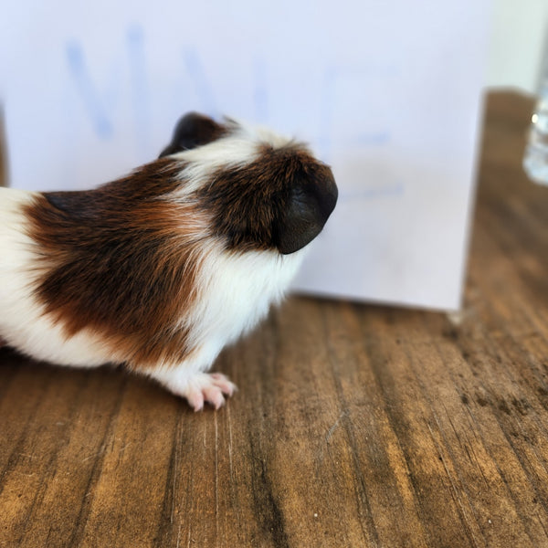 White guinea pig for 2024 sale