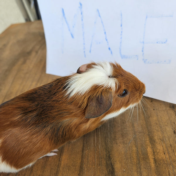 Chocolate best sale guinea pig