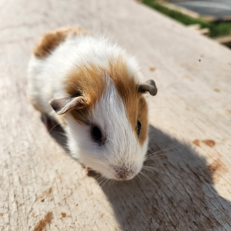 American Guinea Pig - Cream & White Female