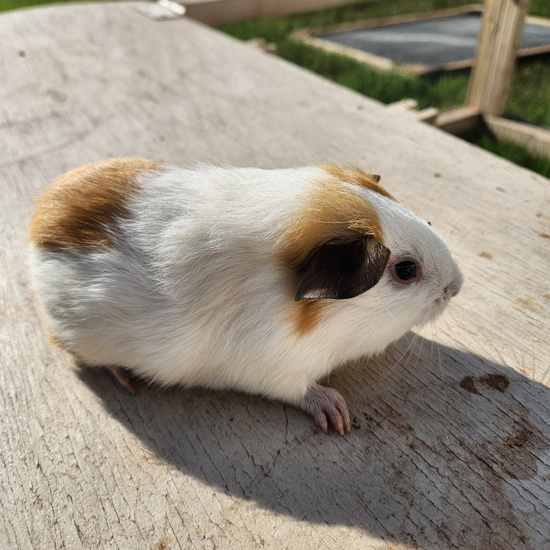 American Guinea Pig - Cream & White Female