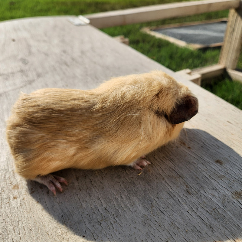 American Guinea Pig - Cream Female