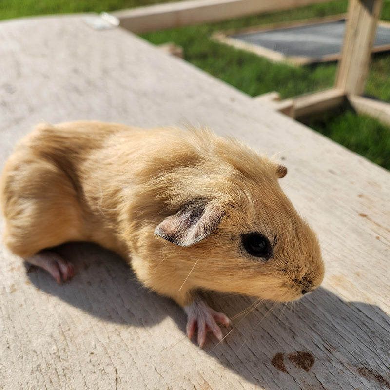 American Guinea Pig - Cream Female