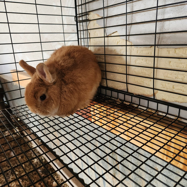 Netherland Dwarf Buck D.O.B 3/2024