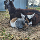 Nigerian Dwarf Colored w/roaning