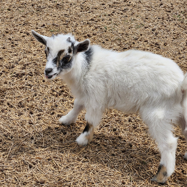 Nigerian Dwarf  Tri-Colored Buckling Brown Eyes
