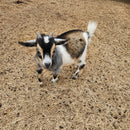 Nigerian Dwarf Colored w/roaning