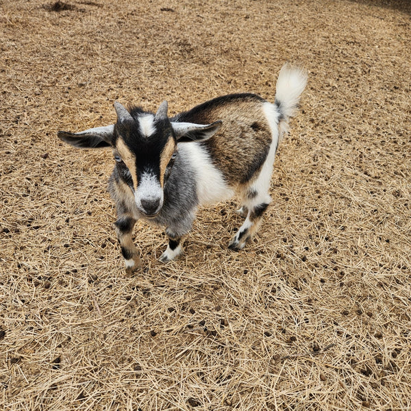 Nigerian Dwarf Colored w/roaning