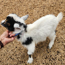 Nigerian Dwarf  Tri-Colored Buckling (Mainly white)