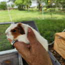 American Guinea Pig Red/White Female